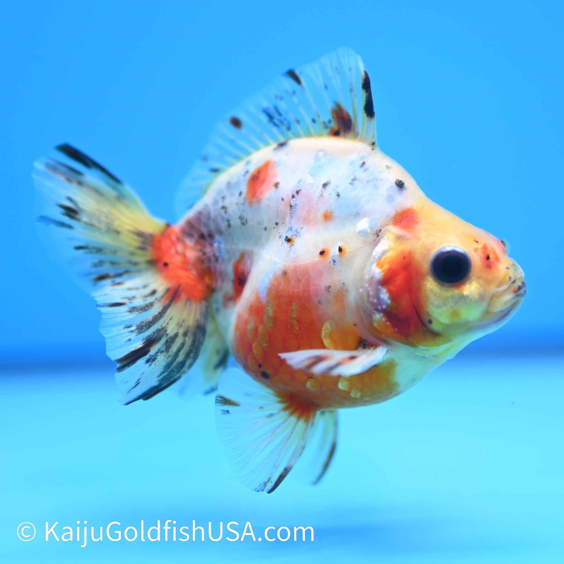 Calico Ryukin 4-4.5 inches (240202_RY01) - Kaiju Goldfish USA