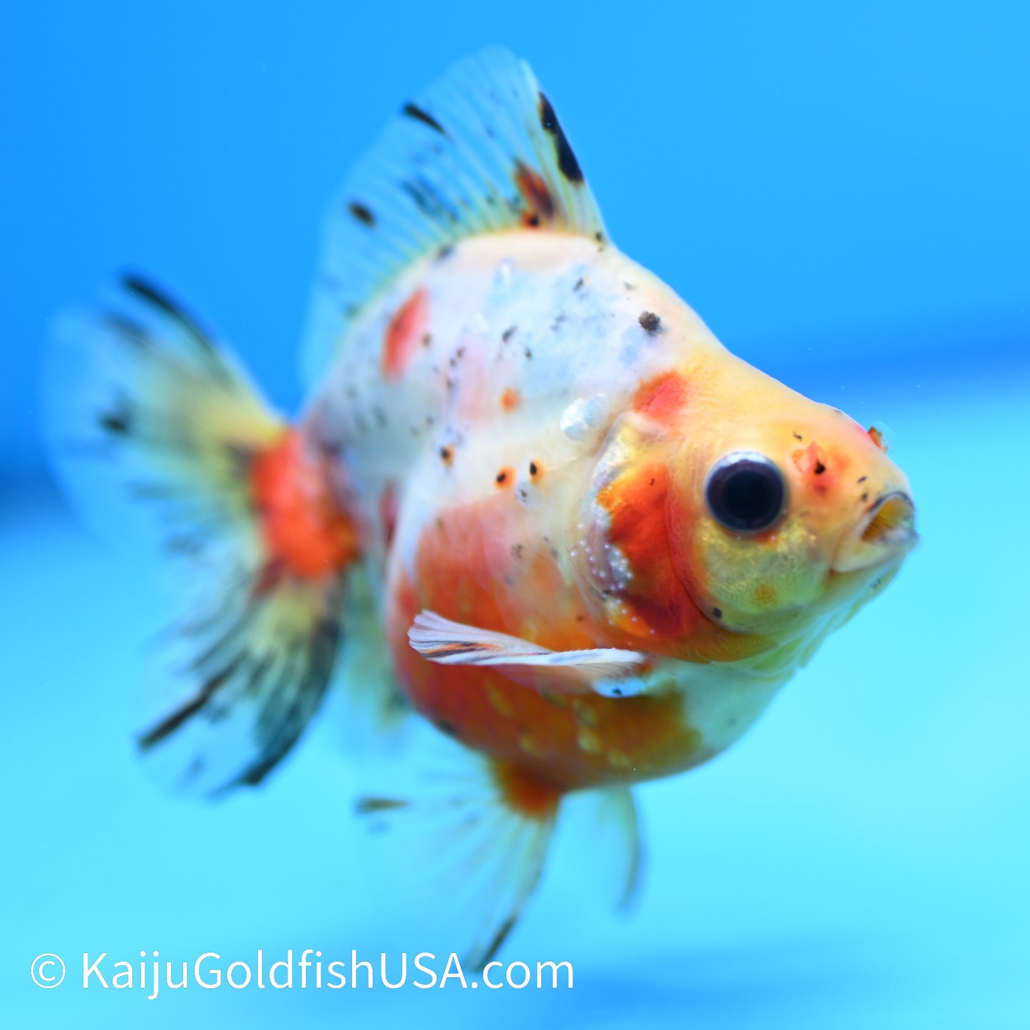 Calico Ryukin 4-4.5 inches (240202_RY01) - Kaiju Goldfish USA