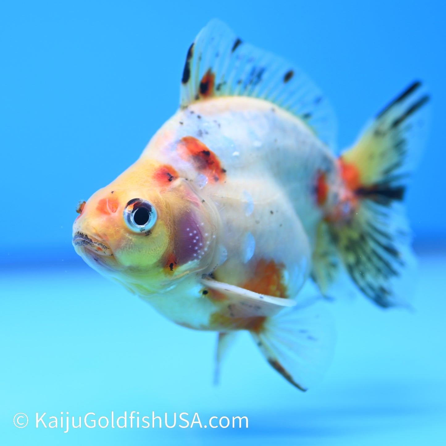 Calico Ryukin 4-4.5 inches (240202_RY01) - Kaiju Goldfish USA