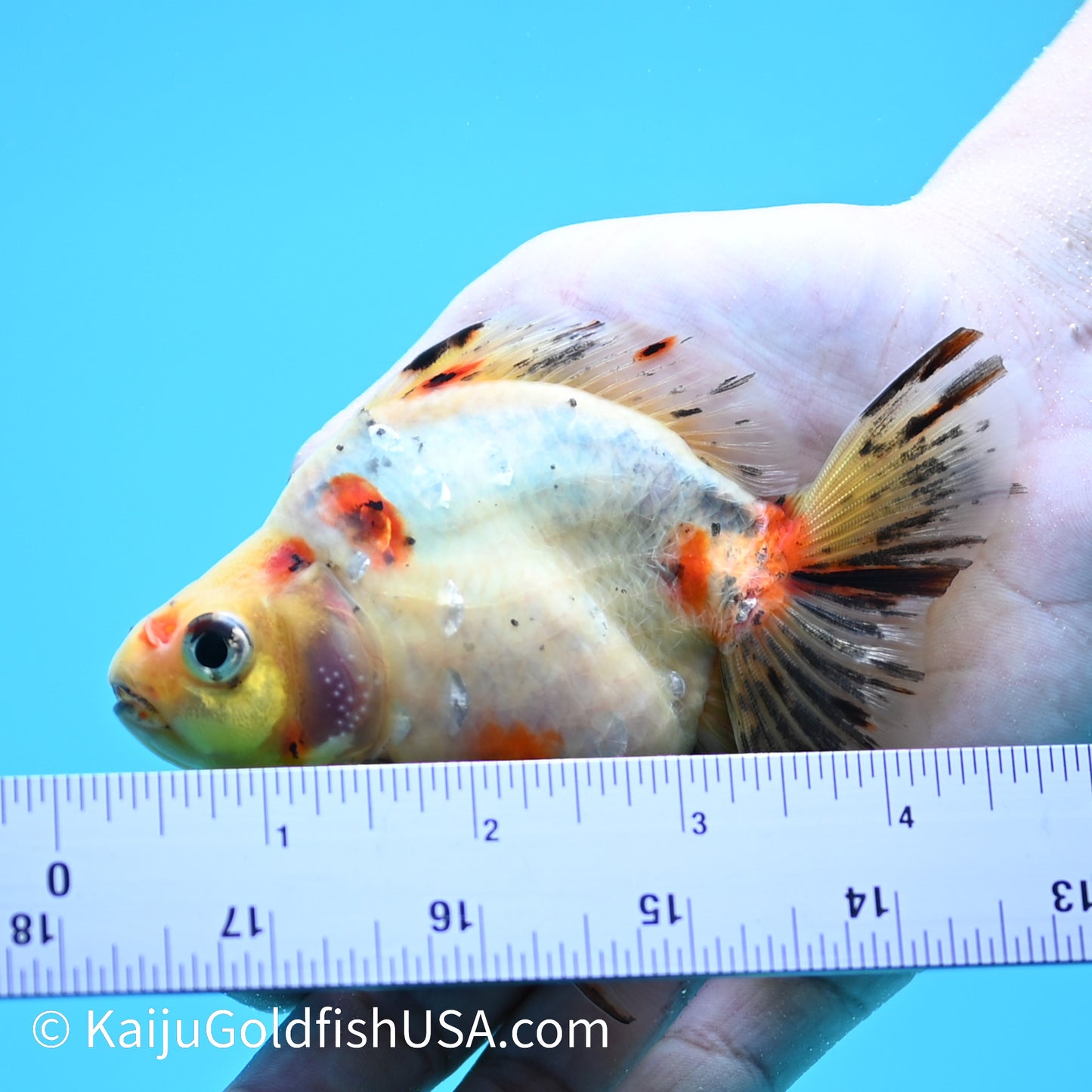 Calico Ryukin 4-4.5 inches (240202_RY01) - Kaiju Goldfish USA