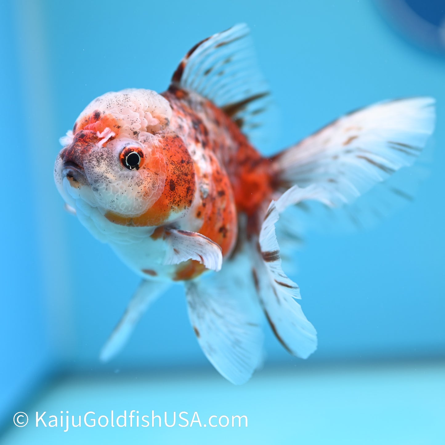 Tiger Calico Rose Tail Oranda 4.5-5 inches (240202_OR08) - Kaiju Goldfish USA