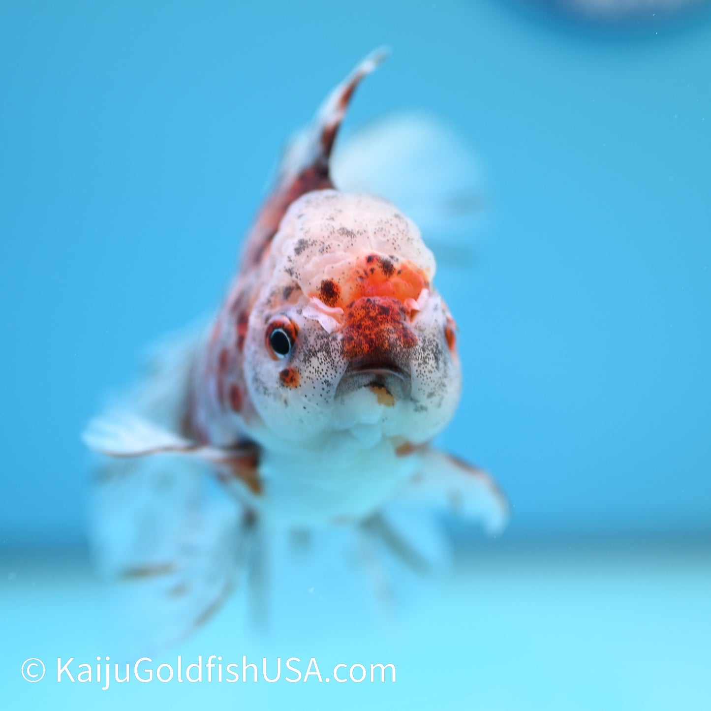 Tiger Calico Rose Tail Oranda 4.5-5 inches (240202_OR08) - Kaiju Goldfish USA