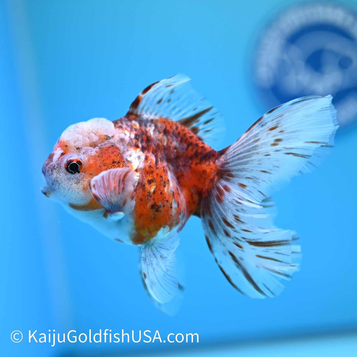 Tiger Calico Rose Tail Oranda 4.5-5 inches (240202_OR08) - Kaiju Goldfish USA