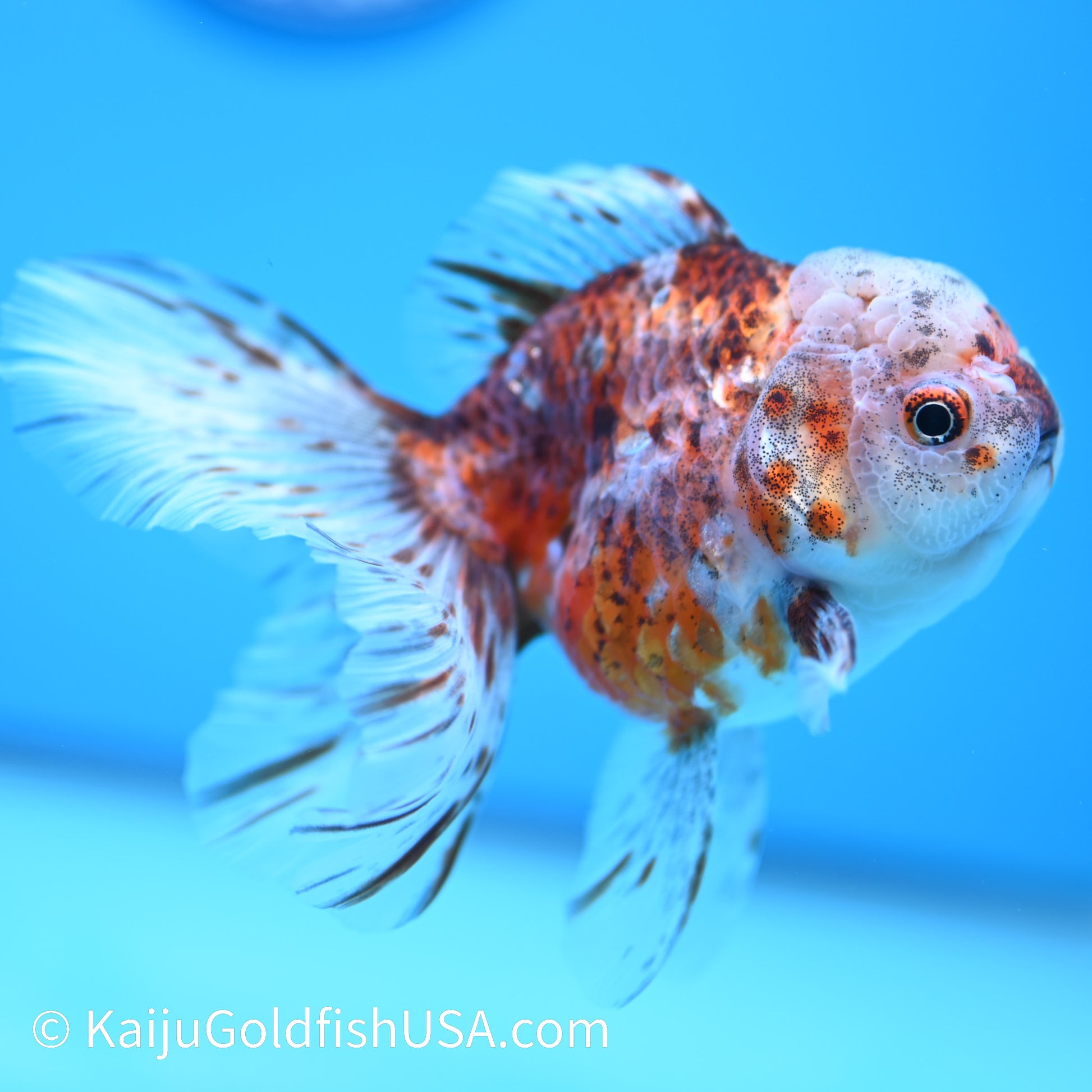 Tiger Calico Rose Tail Oranda 4.5-5 inches (240202_OR08) - Kaiju Goldfish USA