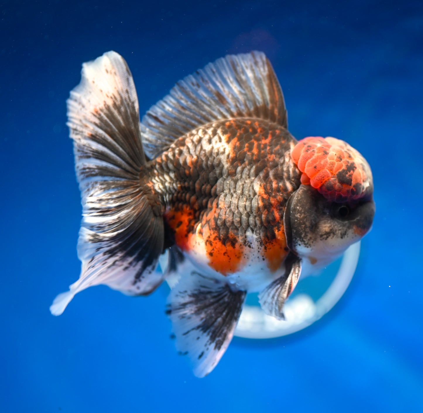 Kirin Rose Tail Oranda 4.5 - 5 inches (1201_OR01) - Kaiju Goldfish USA