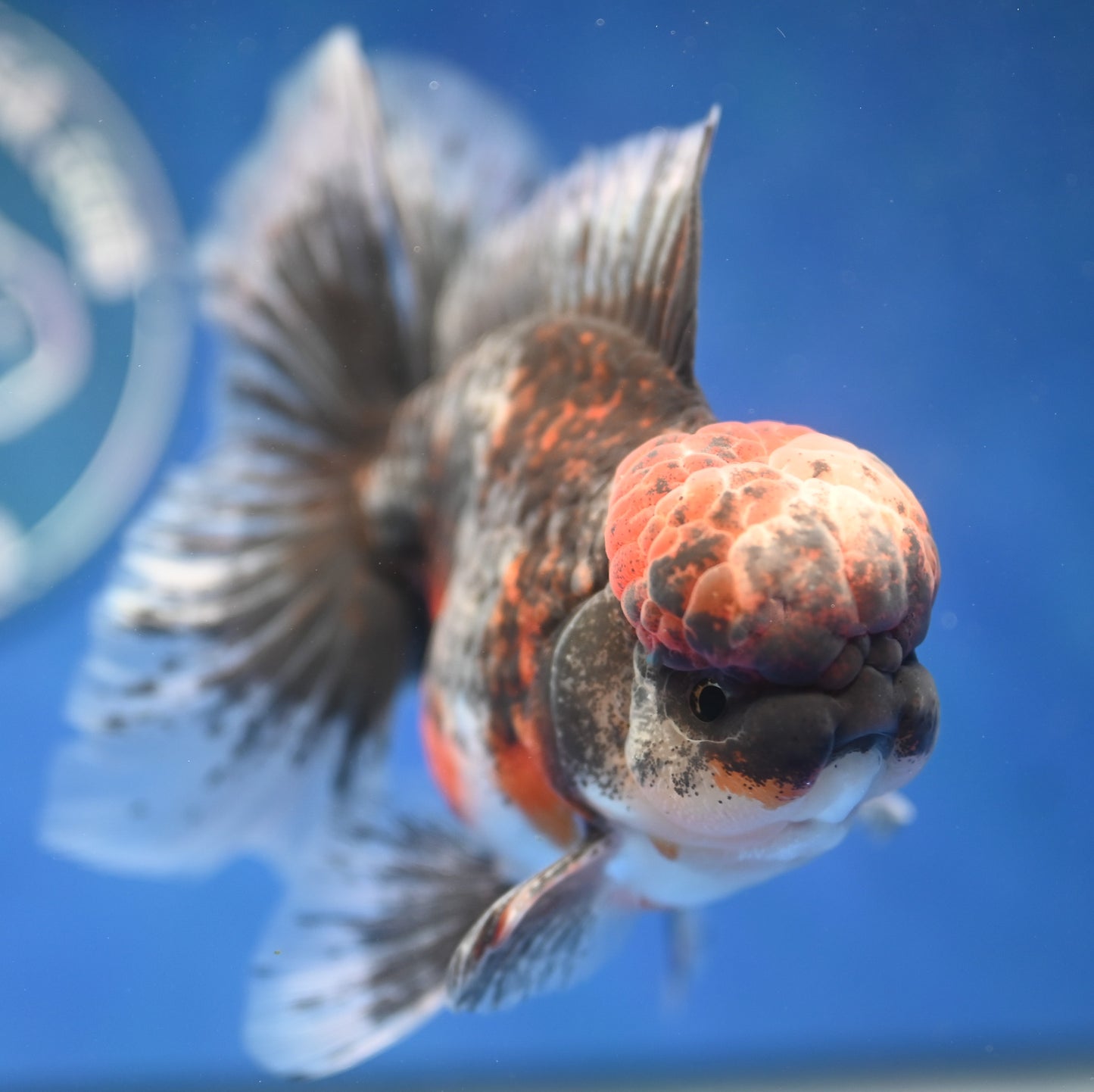 Kirin Rose Tail Oranda 4.5 - 5 inches (1201_OR01) - Kaiju Goldfish USA