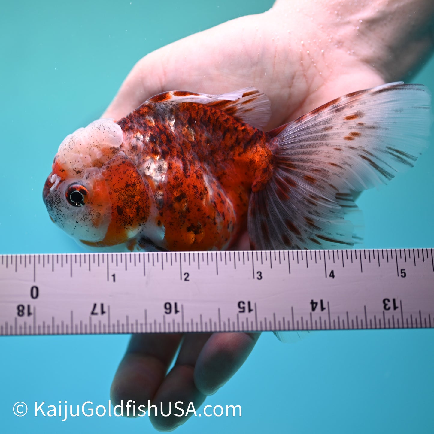 Tiger Calico Rose Tail Oranda 4.5-5 inches (240202_OR08) - Kaiju Goldfish USA