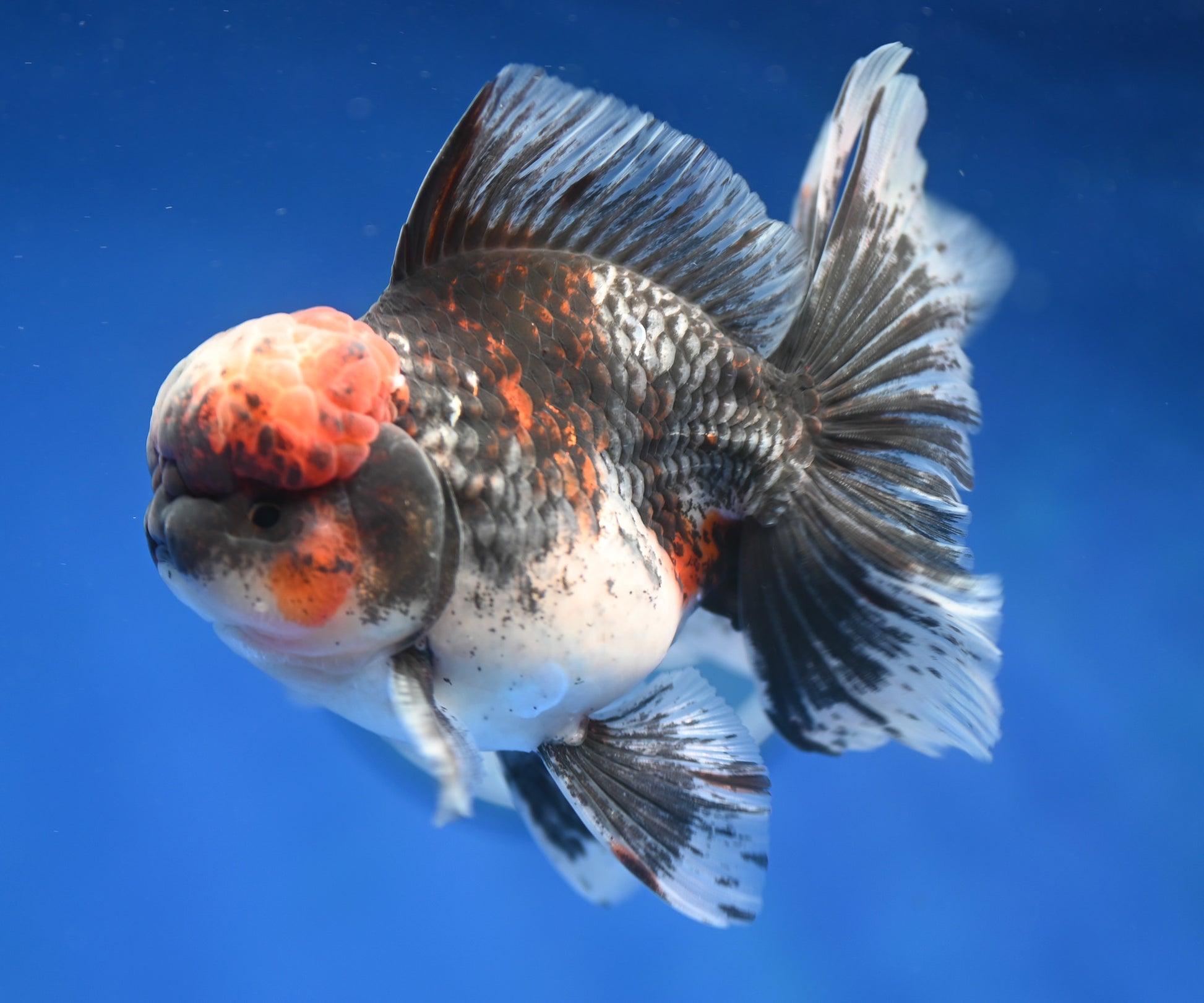 Kirin Rose Tail Oranda 4.5 - 5 inches (1201_OR01) - Kaiju Goldfish USA