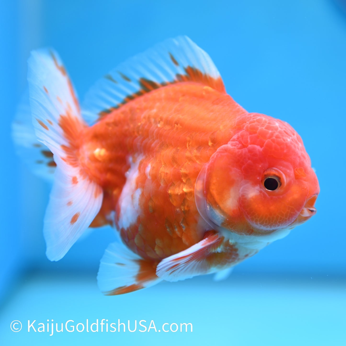 Sakura YuanBao Oranda 4-4.5 inches (240202_OR09) - Kaiju Goldfish USA