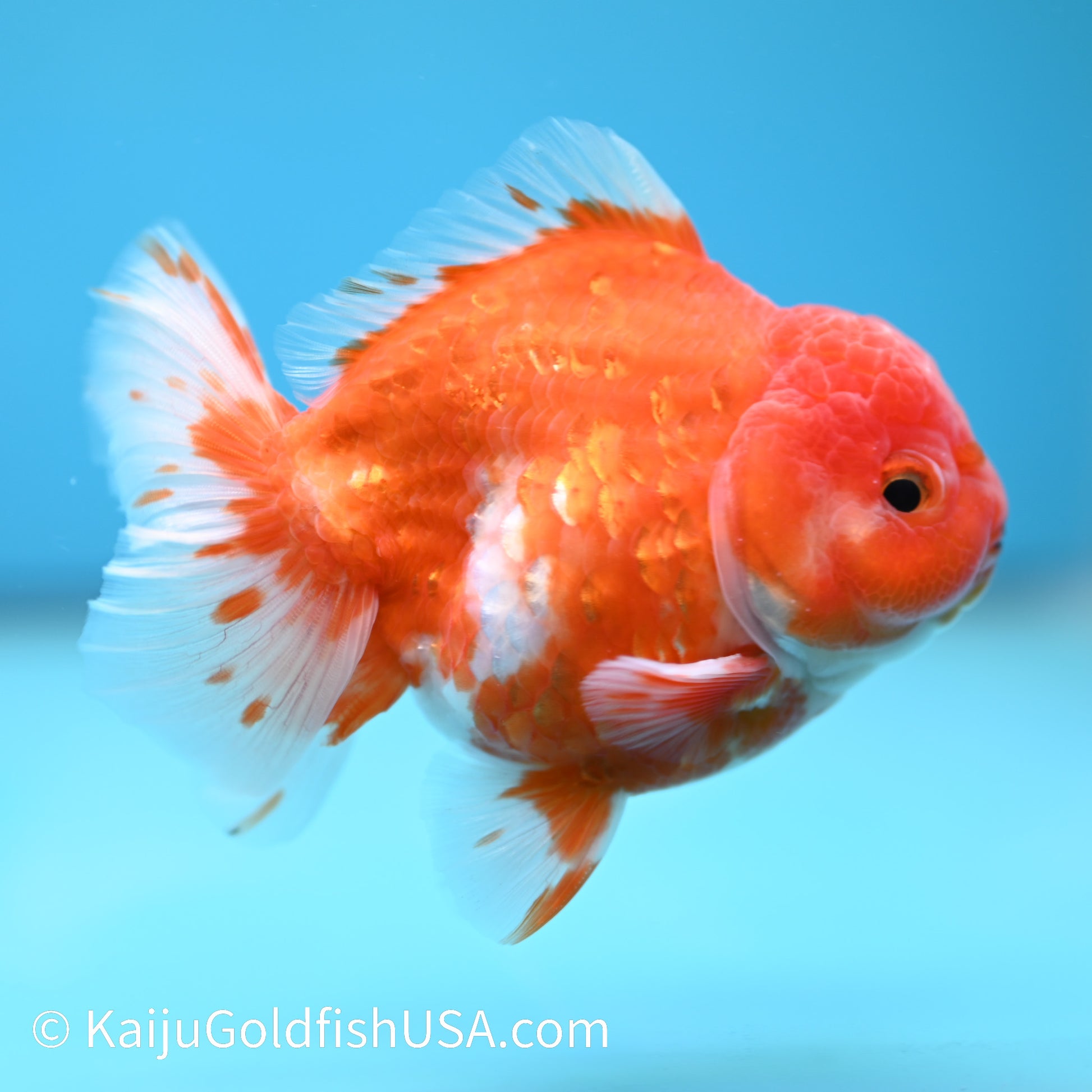 Sakura YuanBao Oranda 4-4.5 inches (240202_OR09) - Kaiju Goldfish USA