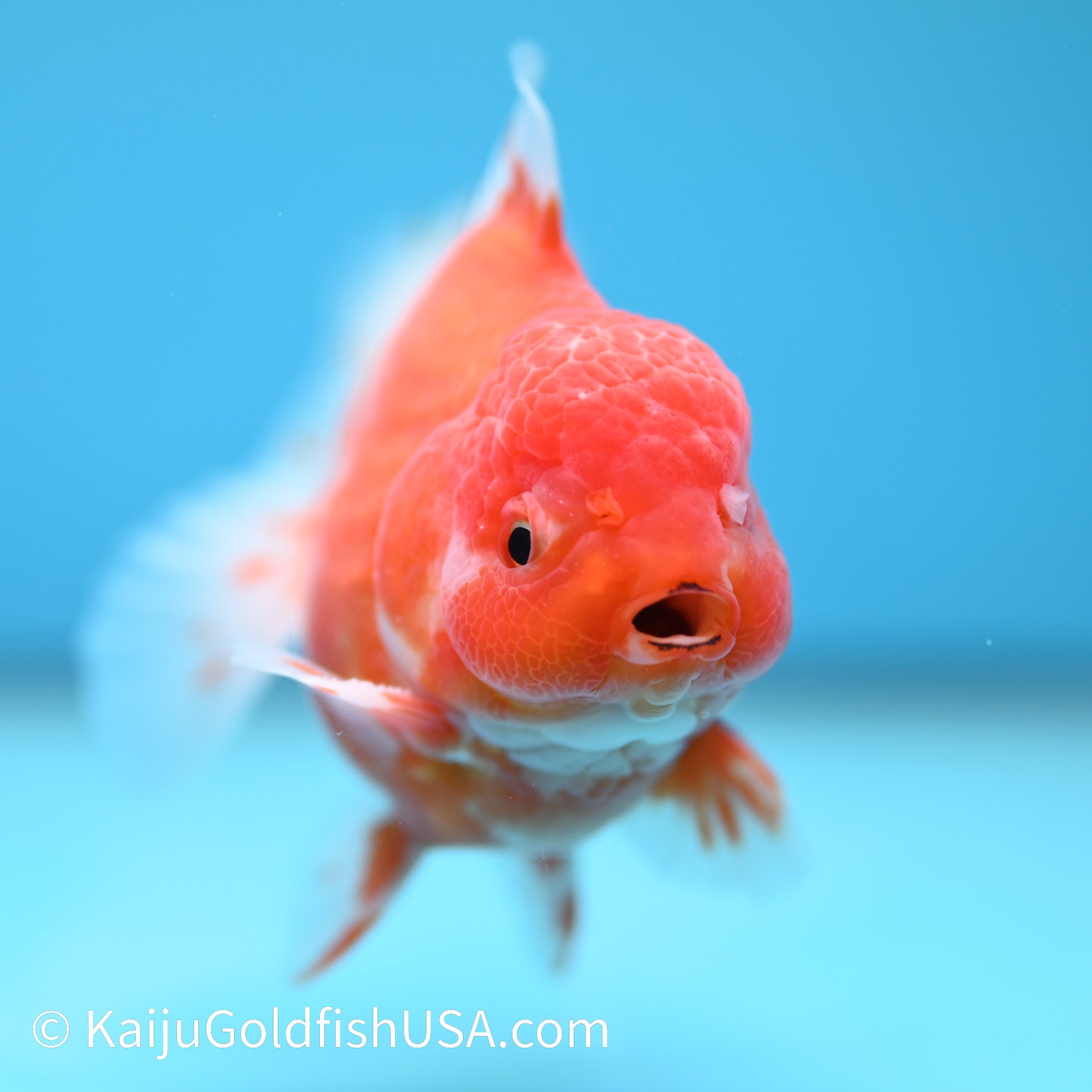 Sakura YuanBao Oranda 4-4.5 inches (240202_OR09) - Kaiju Goldfish USA