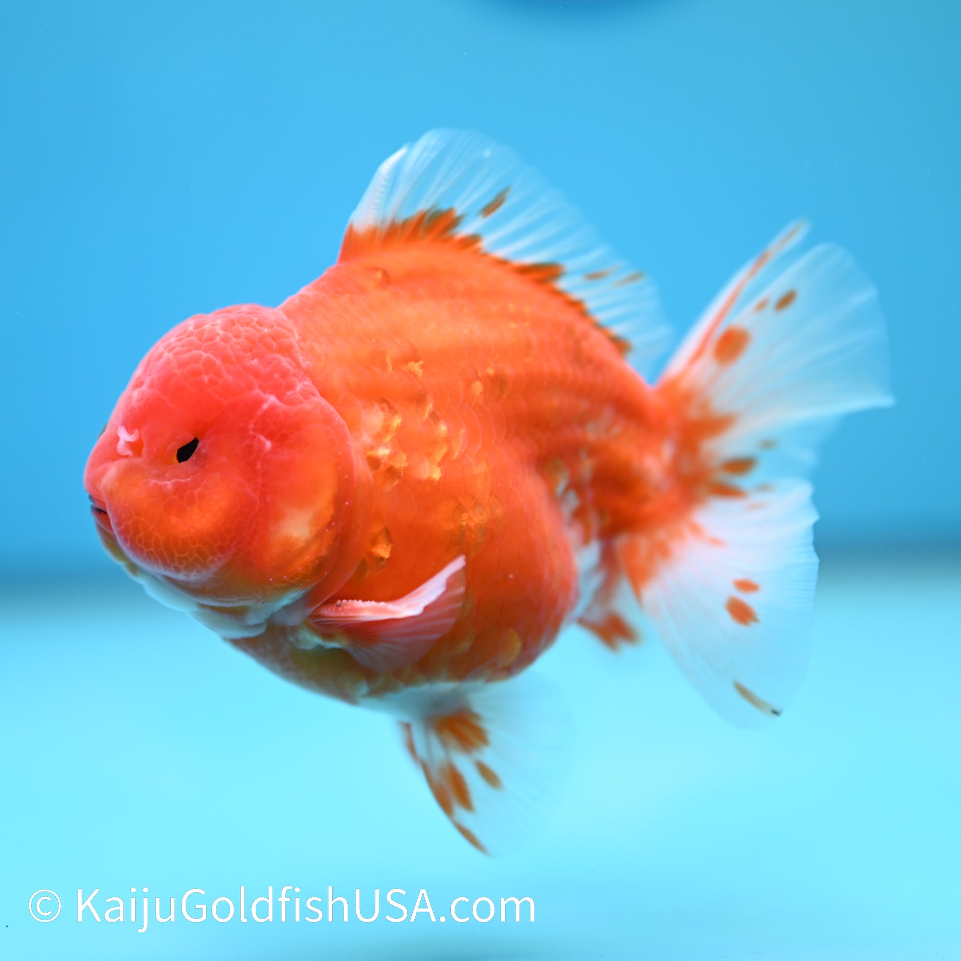 Sakura YuanBao Oranda 4-4.5 inches (240202_OR09) - Kaiju Goldfish USA