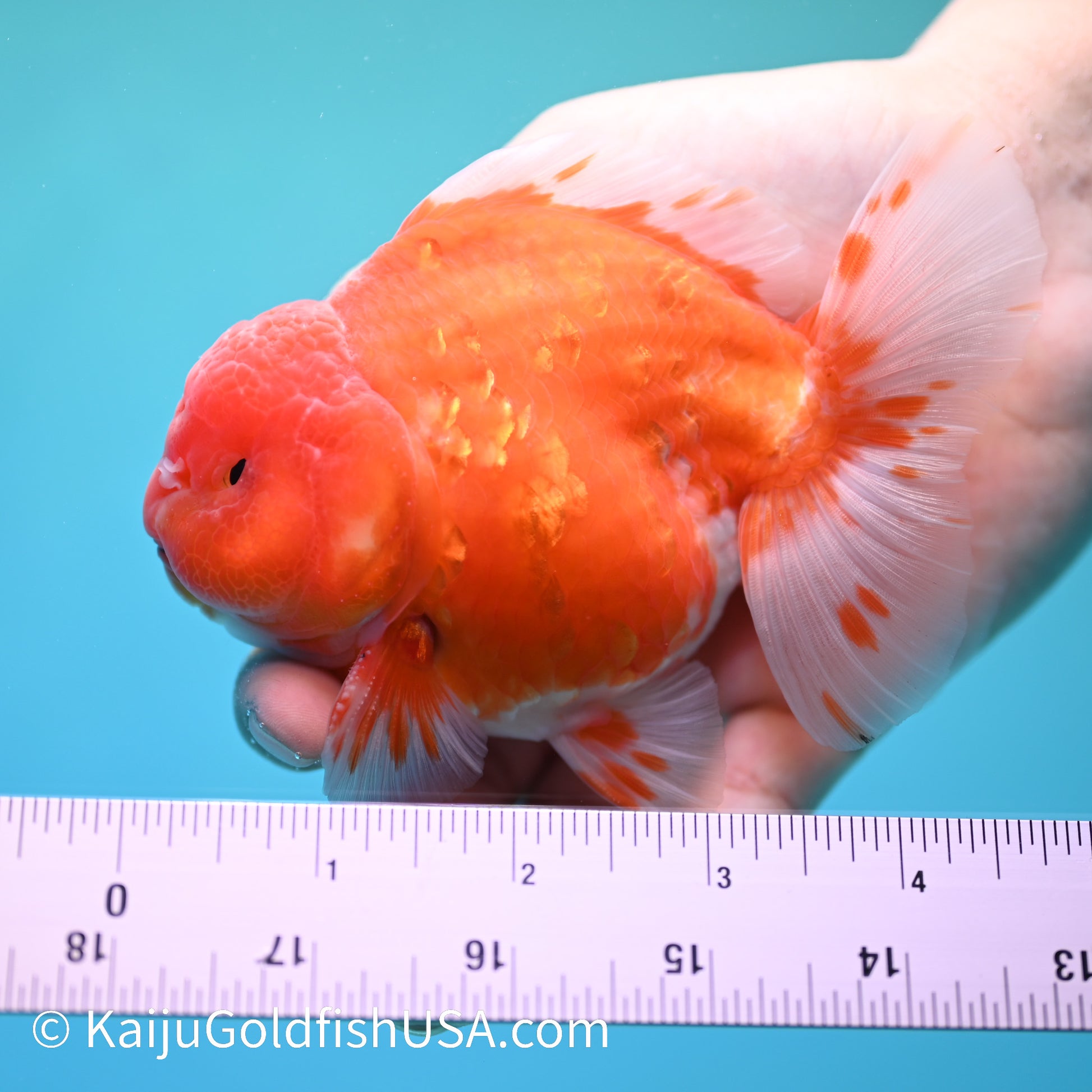 Sakura YuanBao Oranda 4-4.5 inches (240202_OR09) - Kaiju Goldfish USA