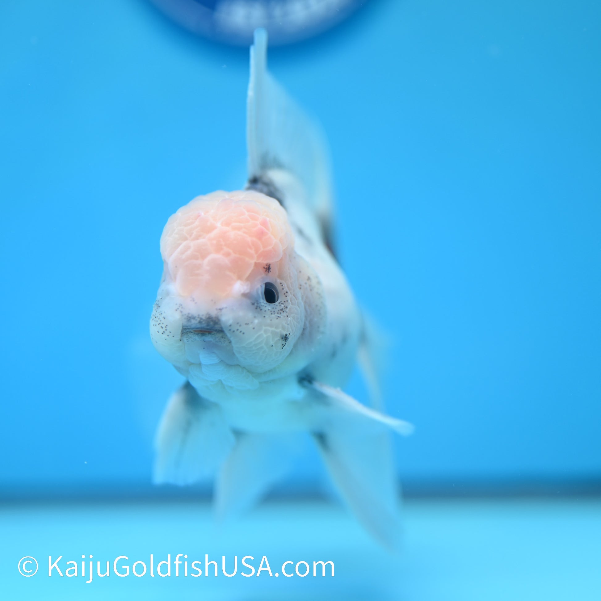 Blue Base Calico Rose Tail Oranda 5 -5.5 inches (240202_OR10) - Kaiju Goldfish USA