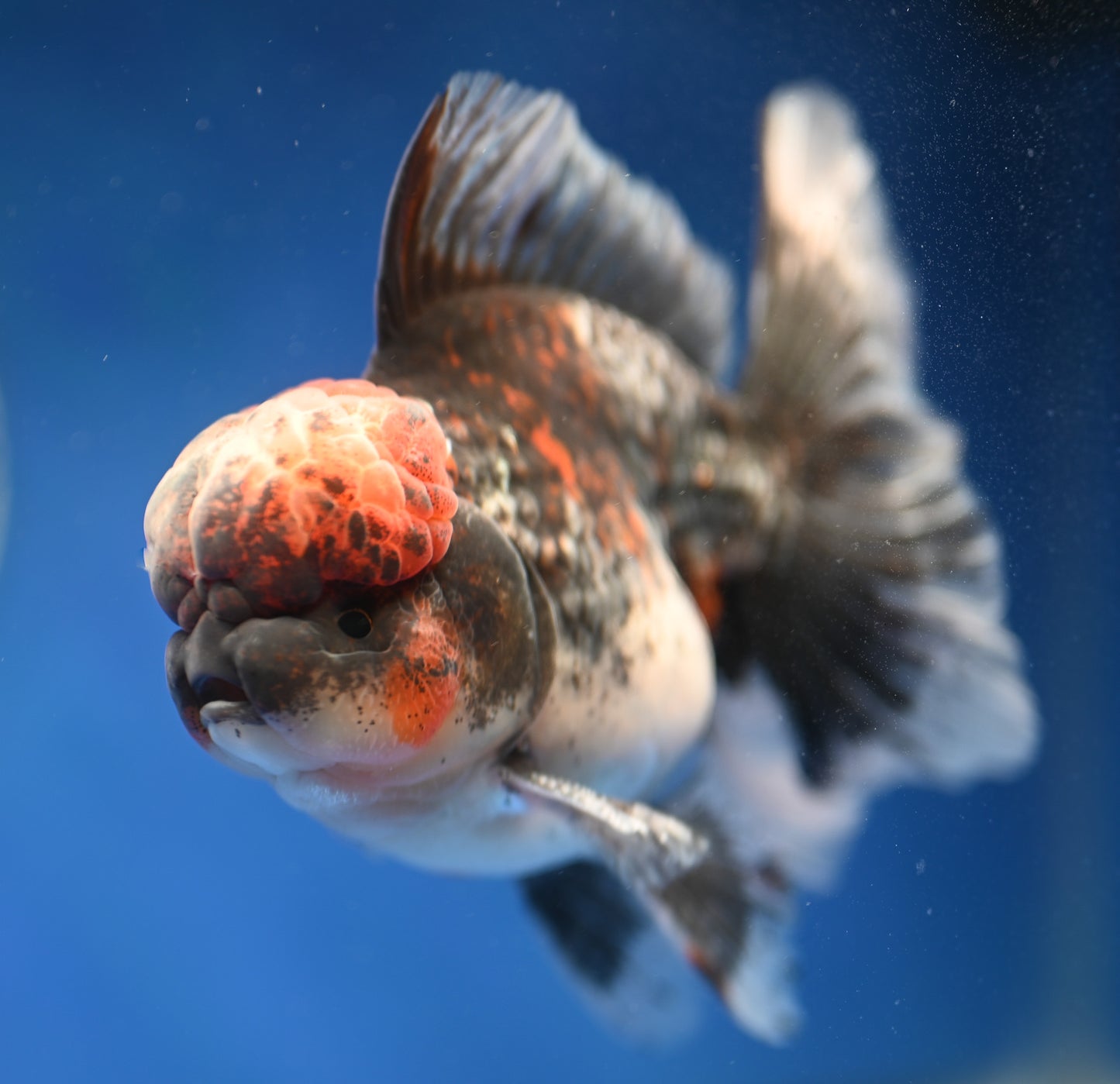 Kirin Rose Tail Oranda 4.5 - 5 inches (1201_OR01) - Kaiju Goldfish USA