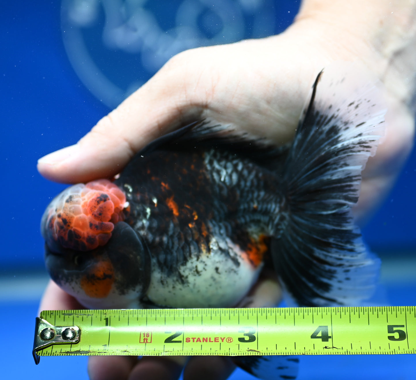 Kirin Rose Tail Oranda 4.5 - 5 inches (1201_OR01) - Kaiju Goldfish USA