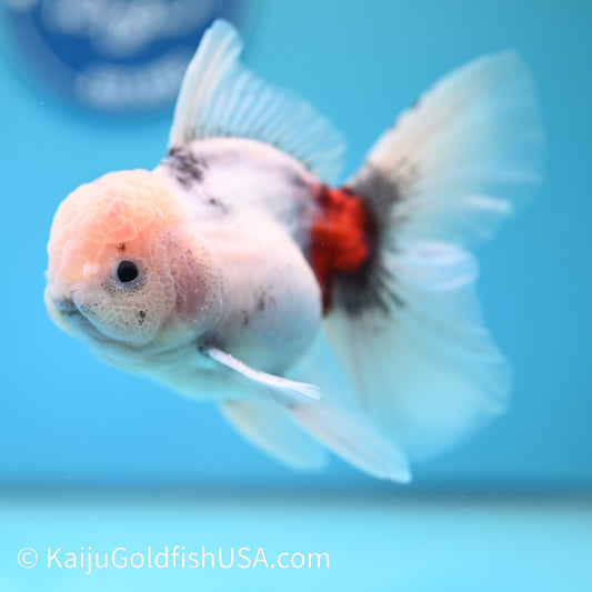 Blue Base Calico Rose Tail Oranda 5 -5.5 inches (240202_OR10) - Kaiju Goldfish USA
