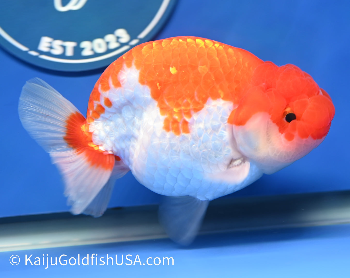 Red White Buffalo Ranchu 4.5 - 5 inches (1208_RC01) - Kaiju Goldfish USA