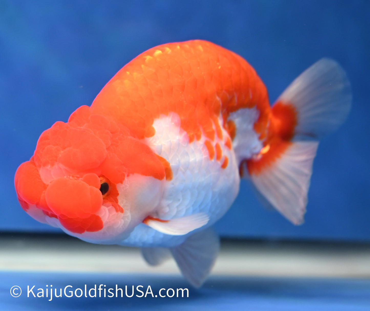 Red White Buffalo Ranchu 4.5 - 5 inches (1208_RC01) - Kaiju Goldfish USA