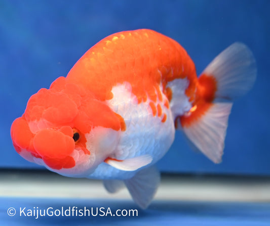 Red White Buffalo Ranchu 4.5 - 5 inches (1208_RC01) - Kaiju Goldfish USA