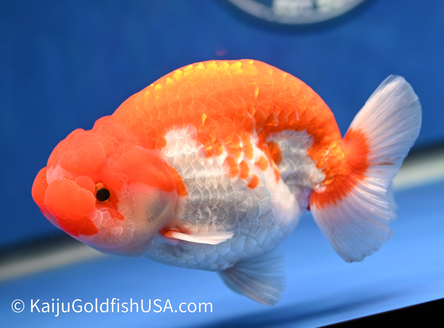 Red White Buffalo Ranchu 4.5 - 5 inches (1208_RC01) - Kaiju Goldfish USA