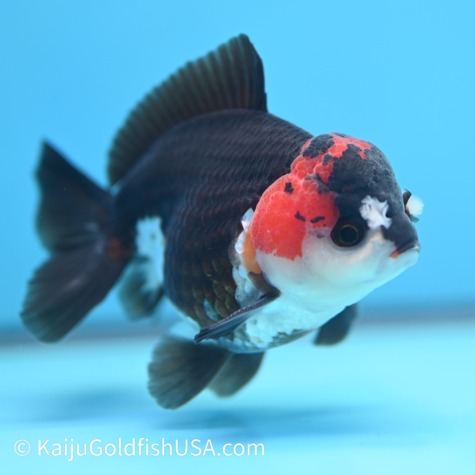 Tricolor Oranda 4-4.5 inches (240202_OR11) - Kaiju Goldfish USA