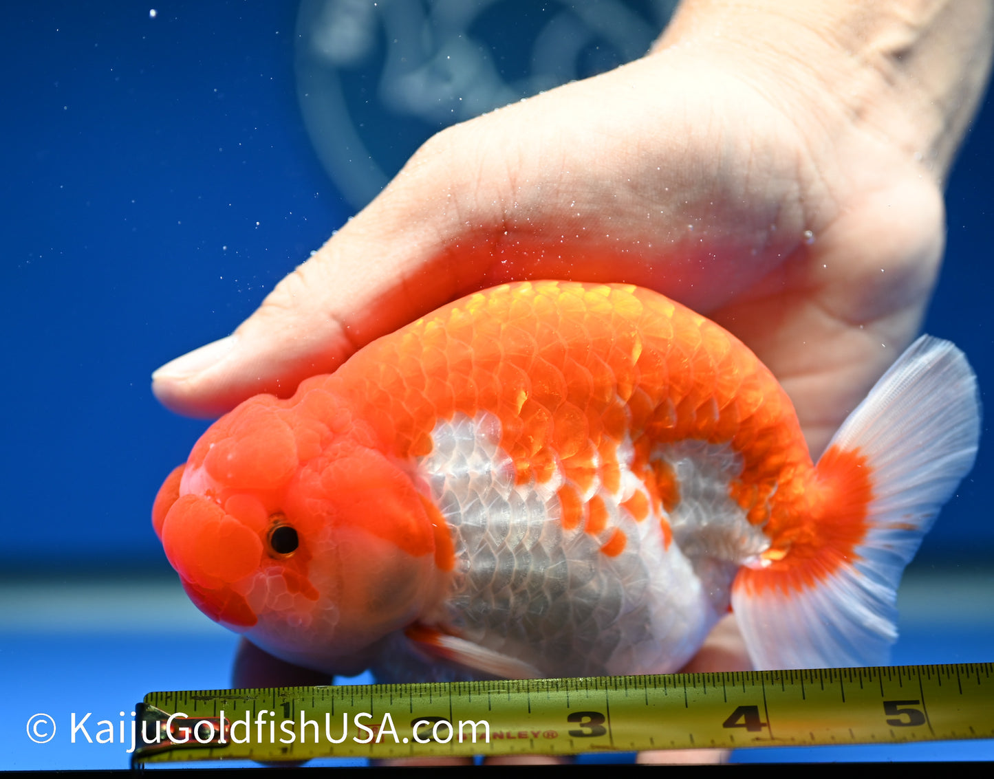 Red White Buffalo Ranchu 4.5 - 5 inches (1208_RC01) - Kaiju Goldfish USA