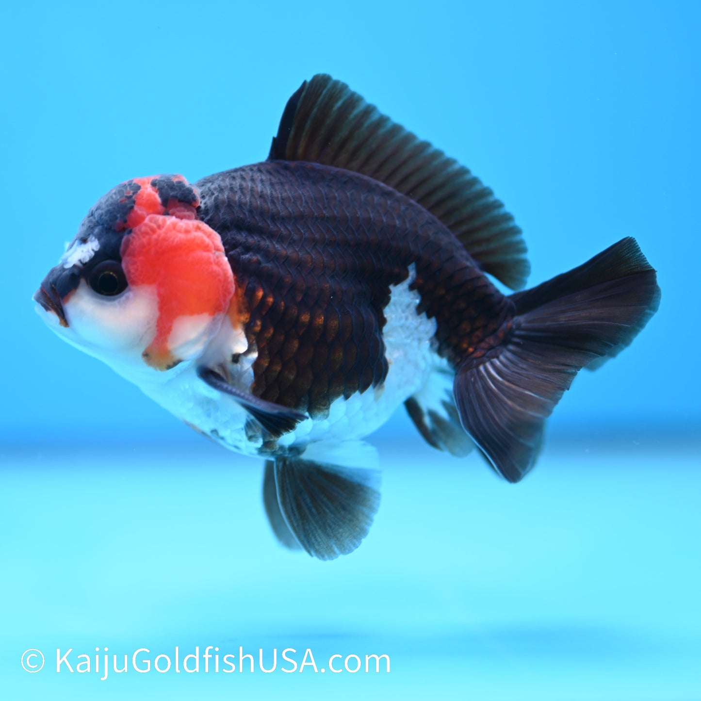 Tricolor Oranda 4-4.5 inches (240202_OR11) - Kaiju Goldfish USA