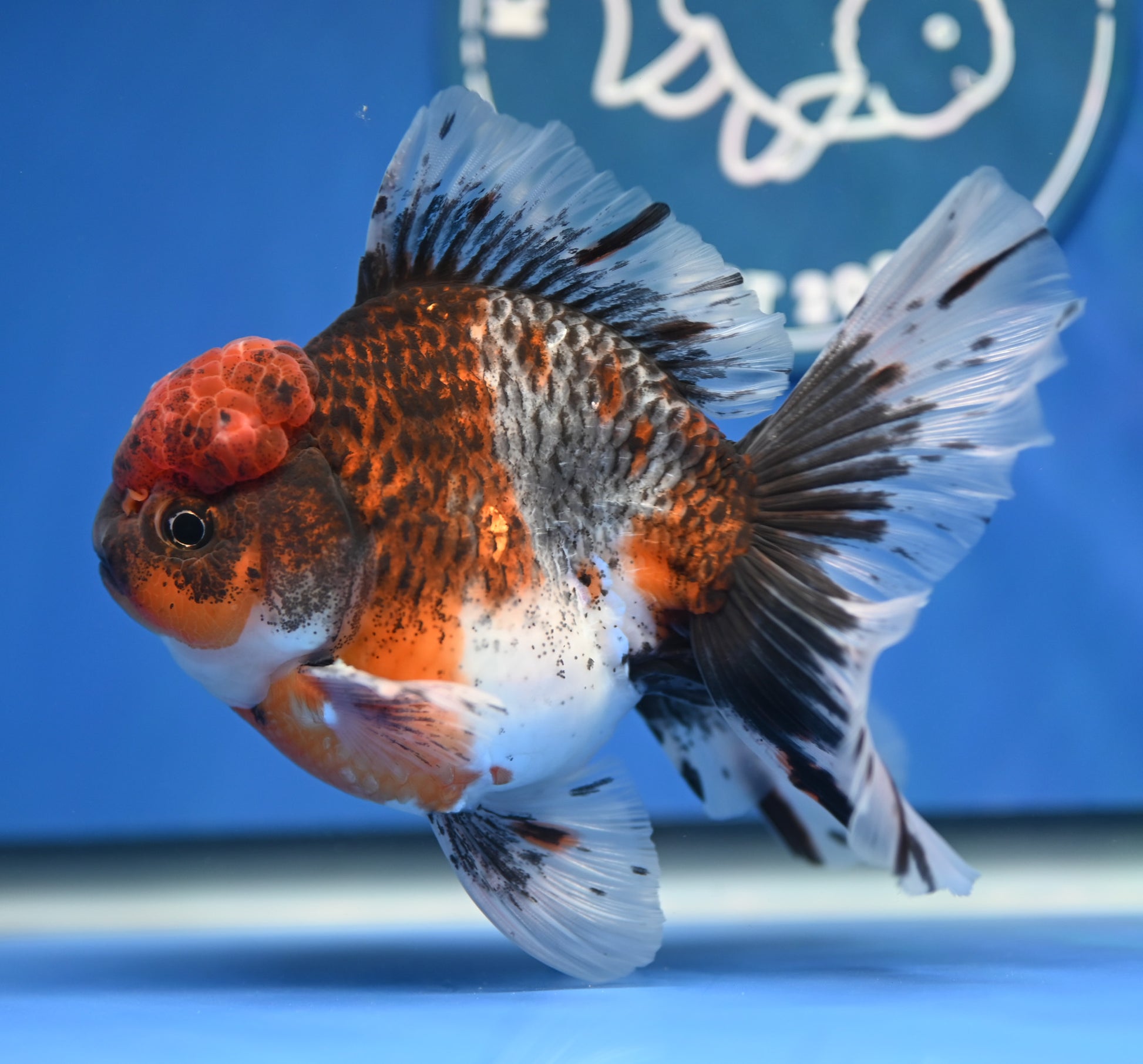 Kirin Rose Tail Oranda 4.5 - 5 inches (1201_OR02) - Kaiju Goldfish USA