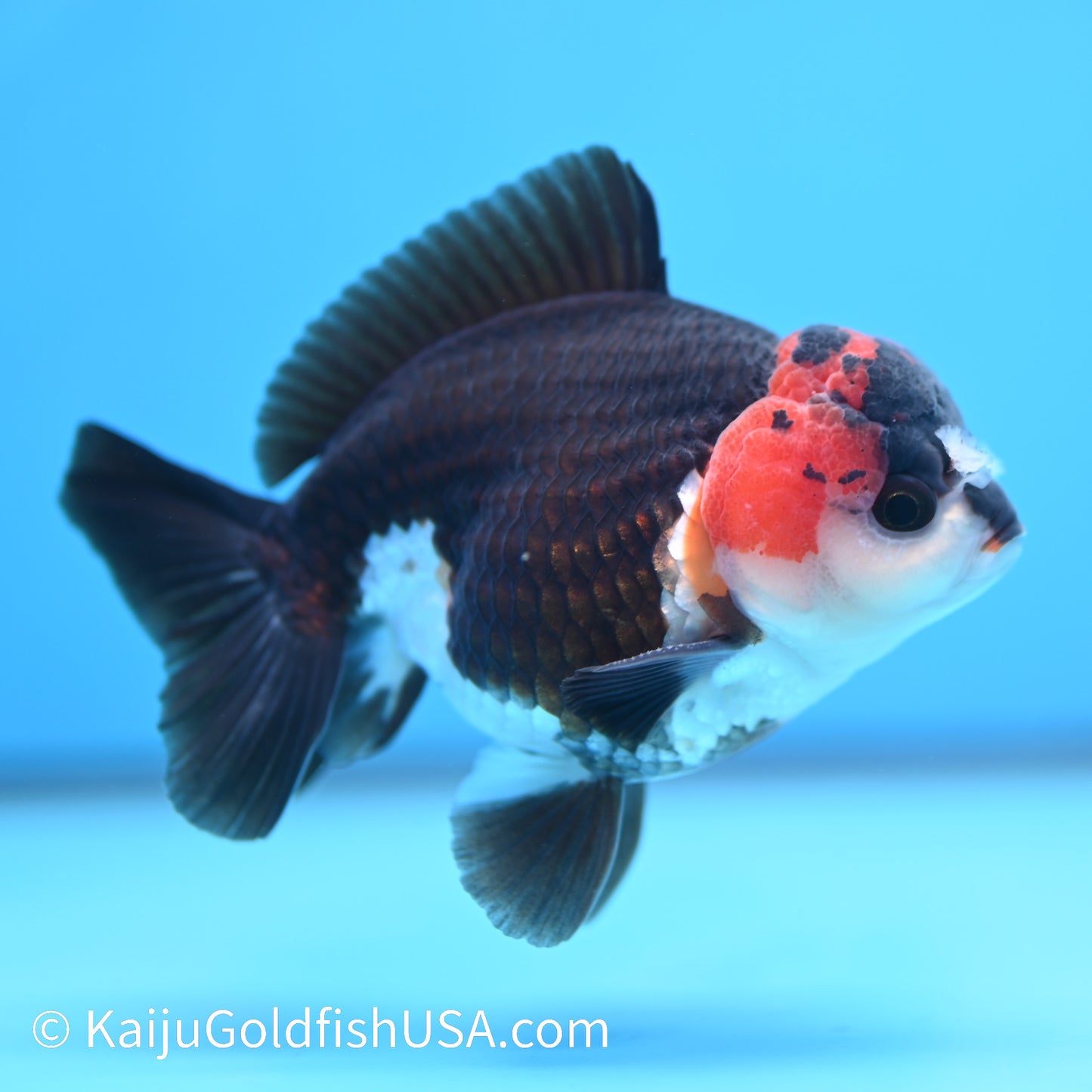 Tricolor Oranda 4-4.5 inches (240202_OR11) - Kaiju Goldfish USA