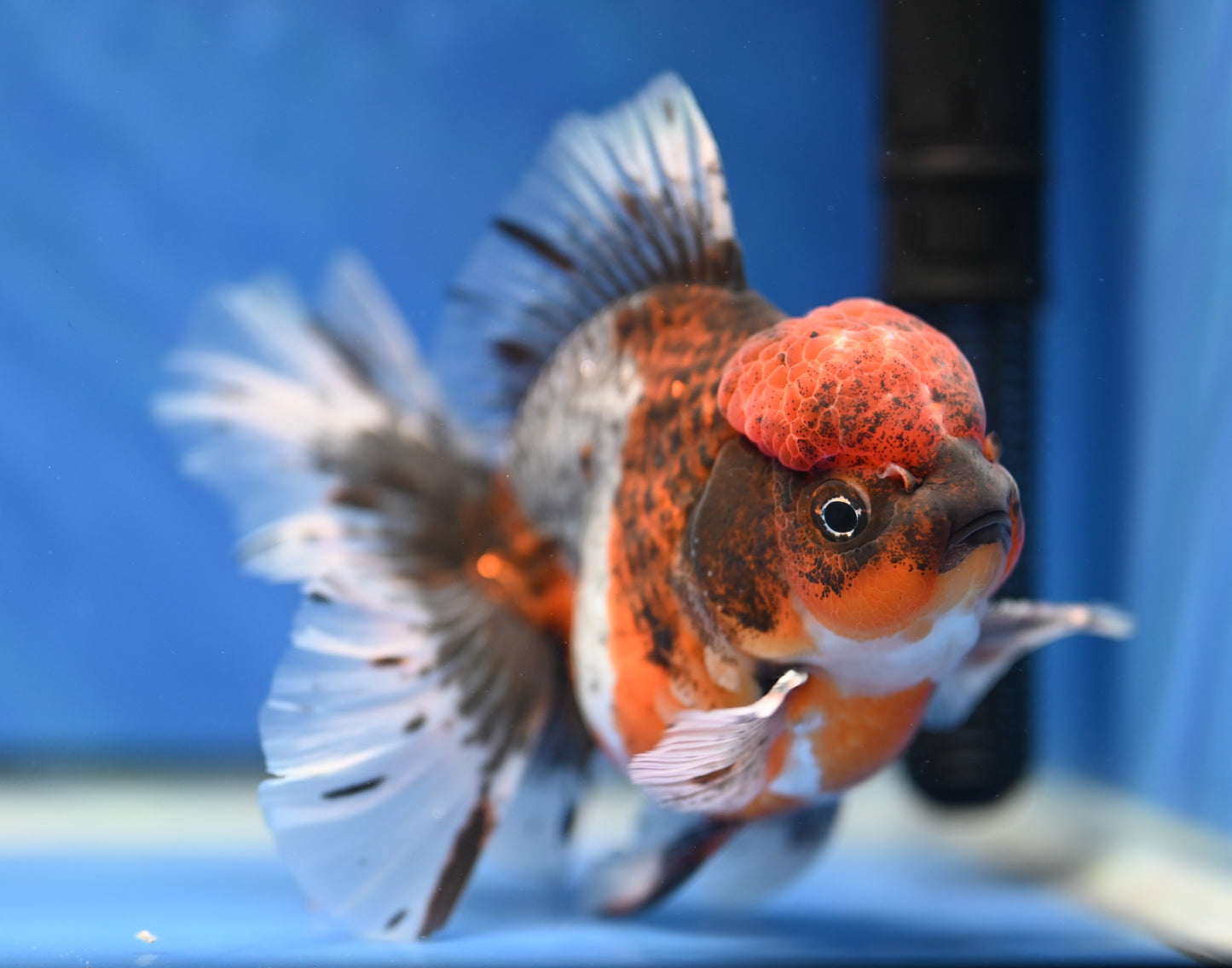 Kirin Rose Tail Oranda 4.5 - 5 inches (1201_OR02) - Kaiju Goldfish USA