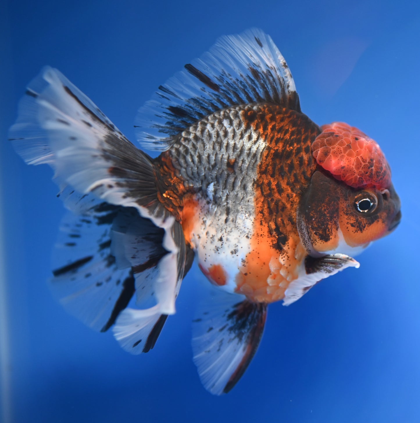 Kirin Rose Tail Oranda 4.5 - 5 inches (1201_OR02) - Kaiju Goldfish USA