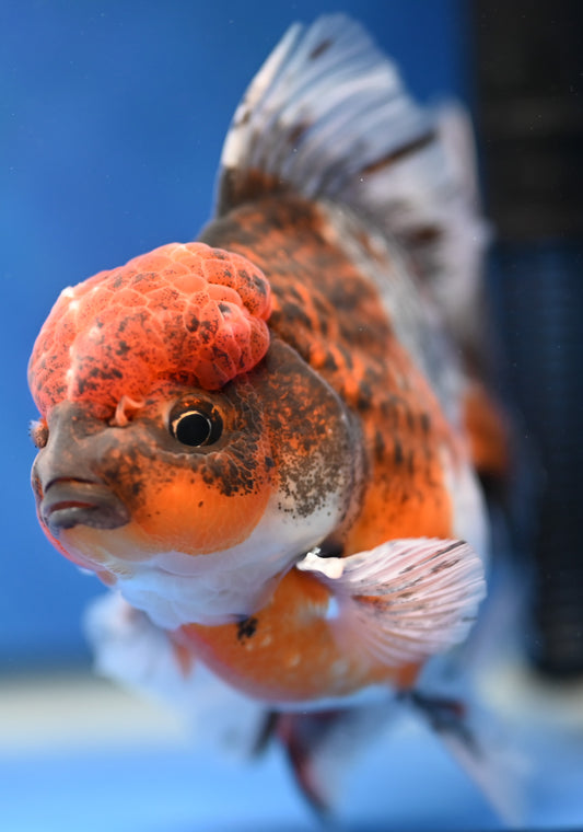 Kirin Rose Tail Oranda 4.5 - 5 inches (1201_OR02) - Kaiju Goldfish USA