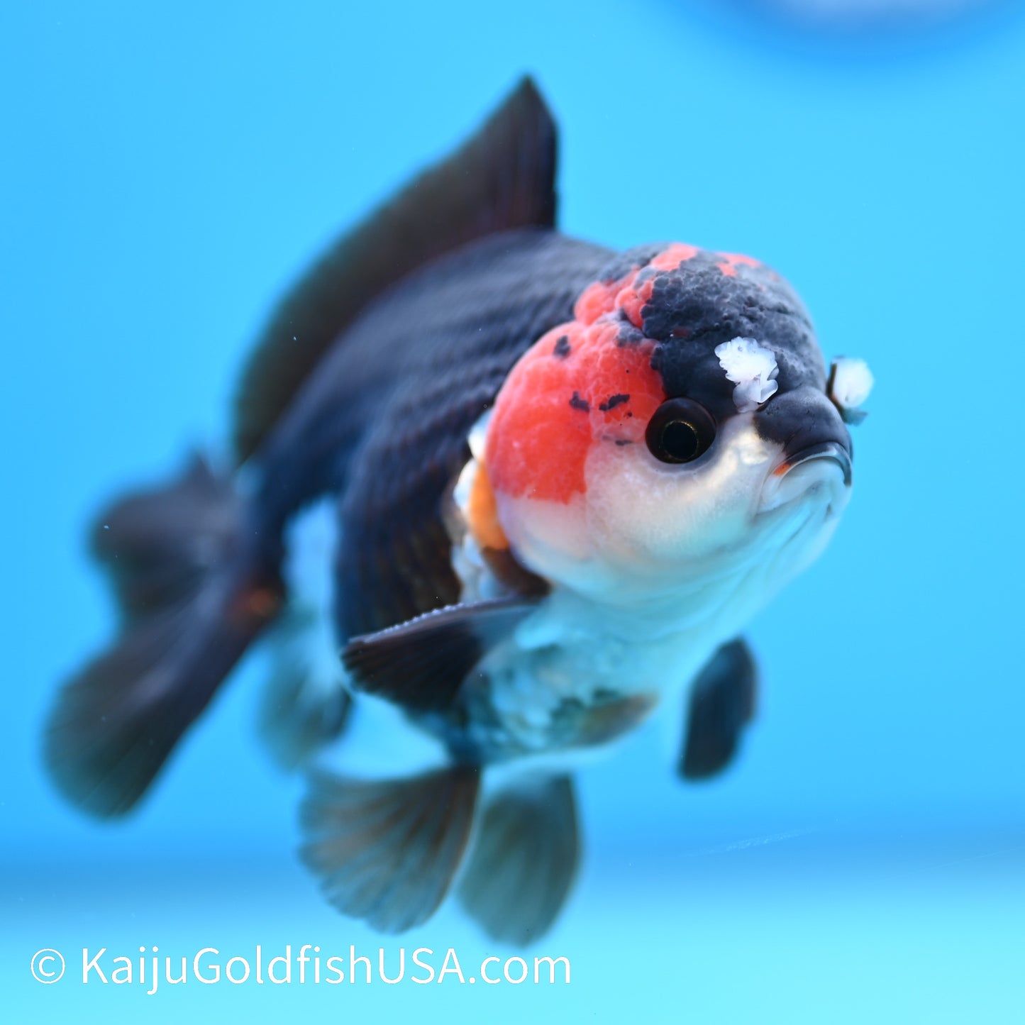 Tricolor Oranda 4-4.5 inches (240202_OR11) - Kaiju Goldfish USA