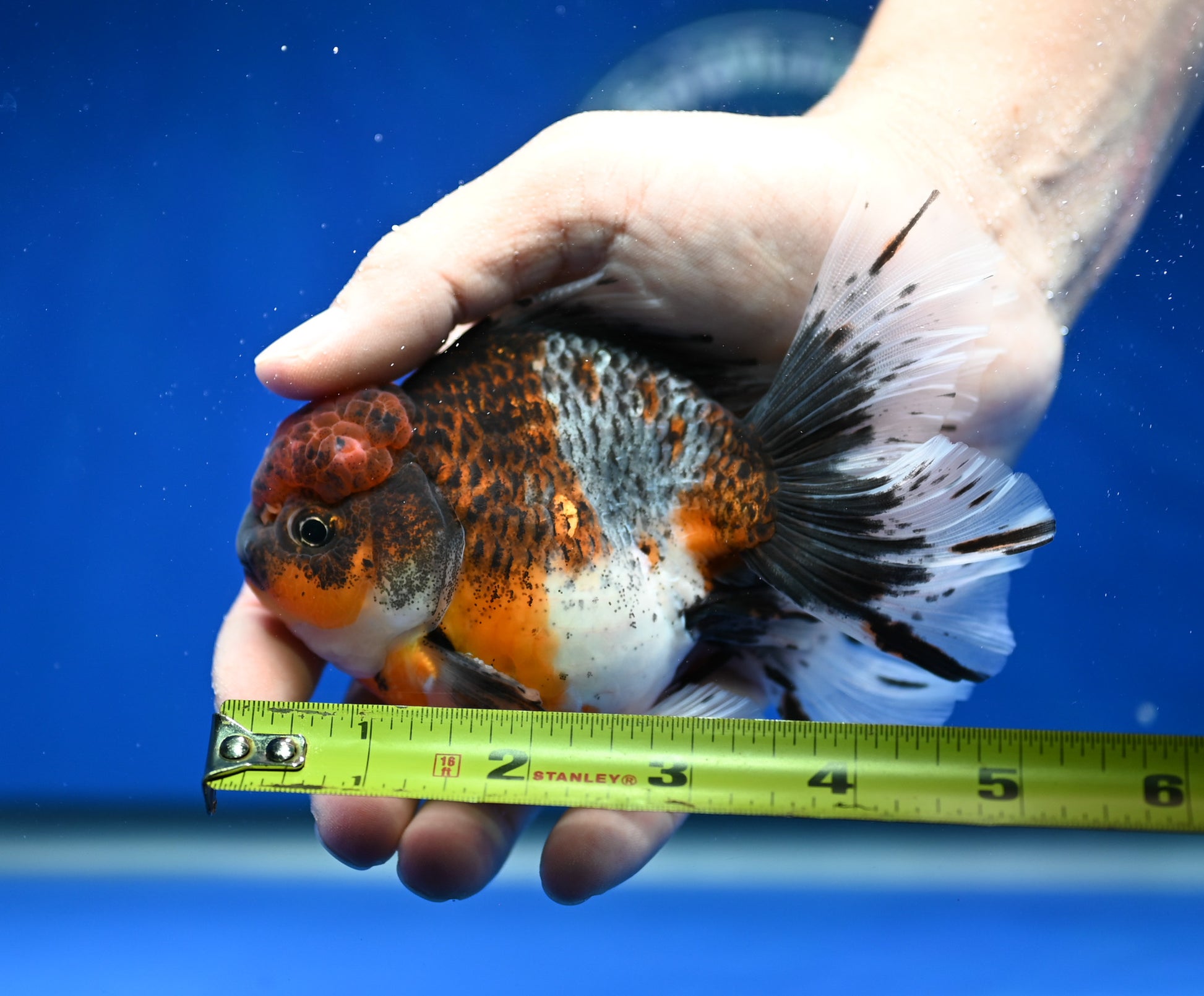 Kirin Rose Tail Oranda 4.5 - 5 inches (1201_OR02) - Kaiju Goldfish USA