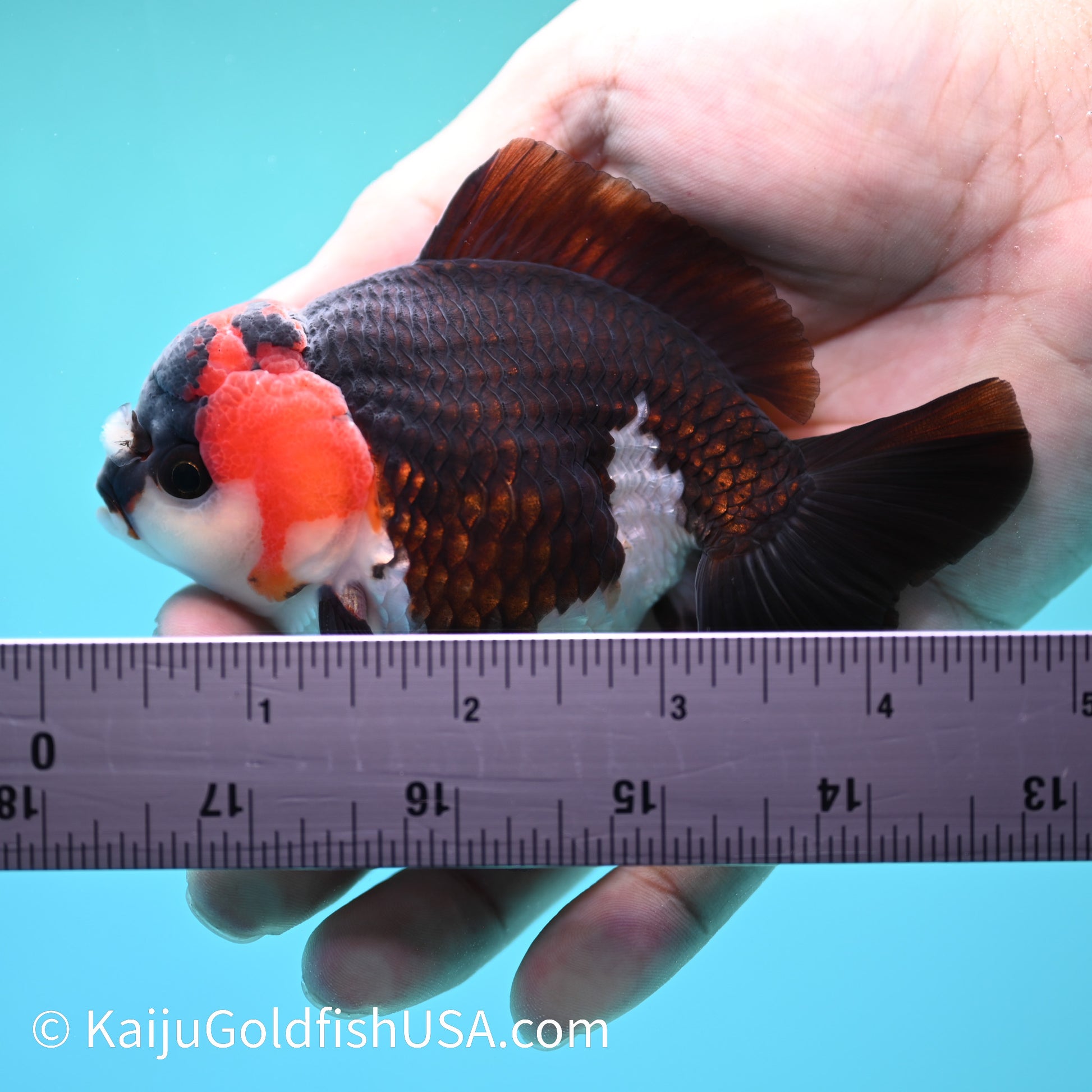 Tricolor Oranda 4-4.5 inches (240202_OR11) - Kaiju Goldfish USA