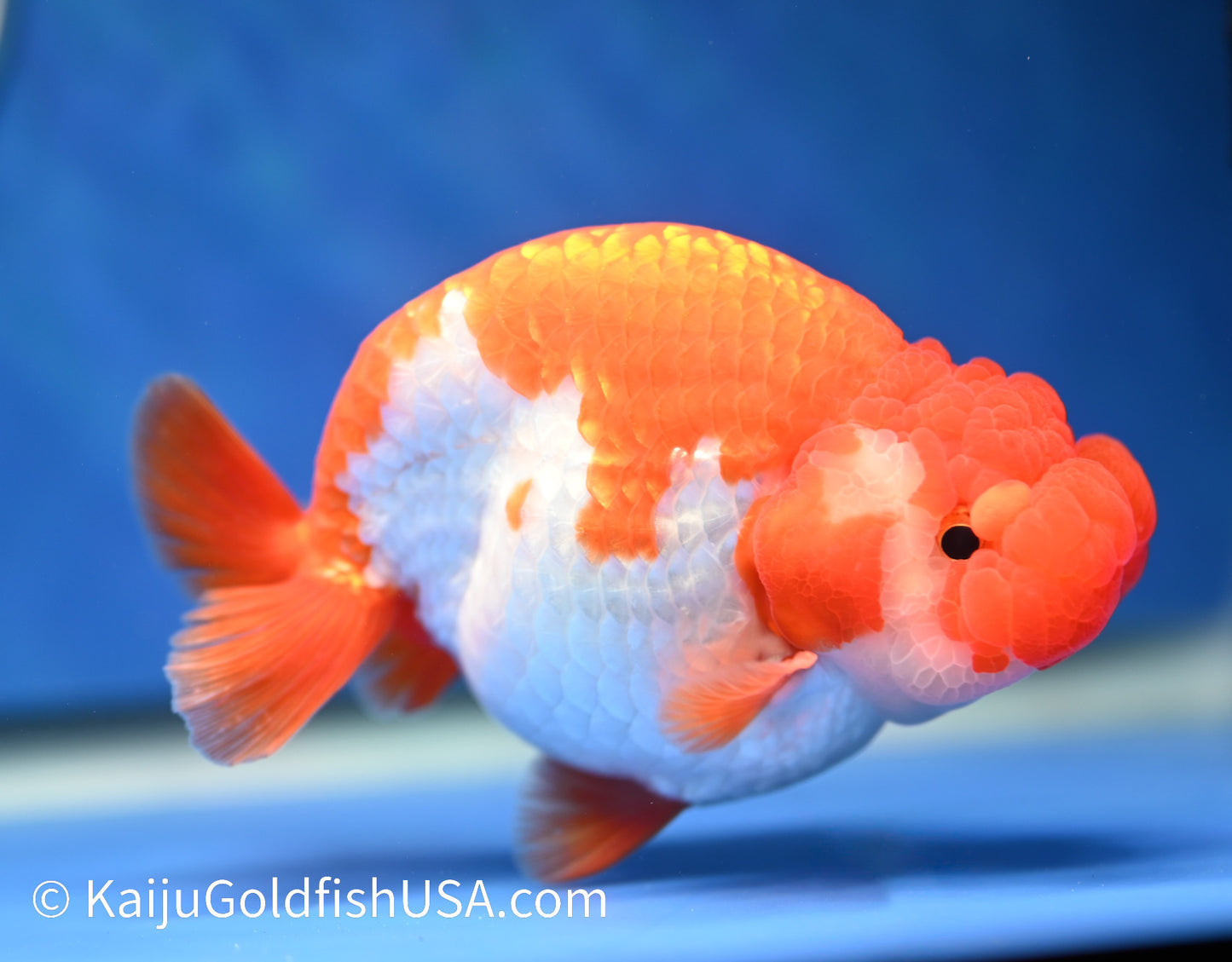 Red White Buffalo Ranchu 4.5 - 5 inches (1208_RC02) - Kaiju Goldfish USA