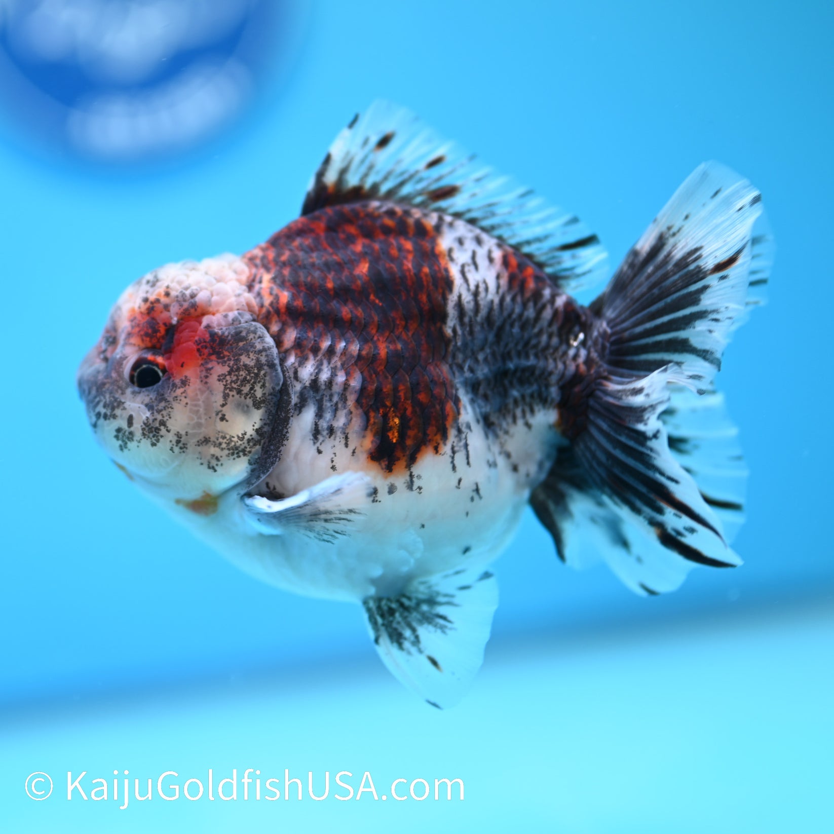 Kirin YuanBao Oranda Goldfish for Sale | Kirin YuanBao Oranda Goldfish ...