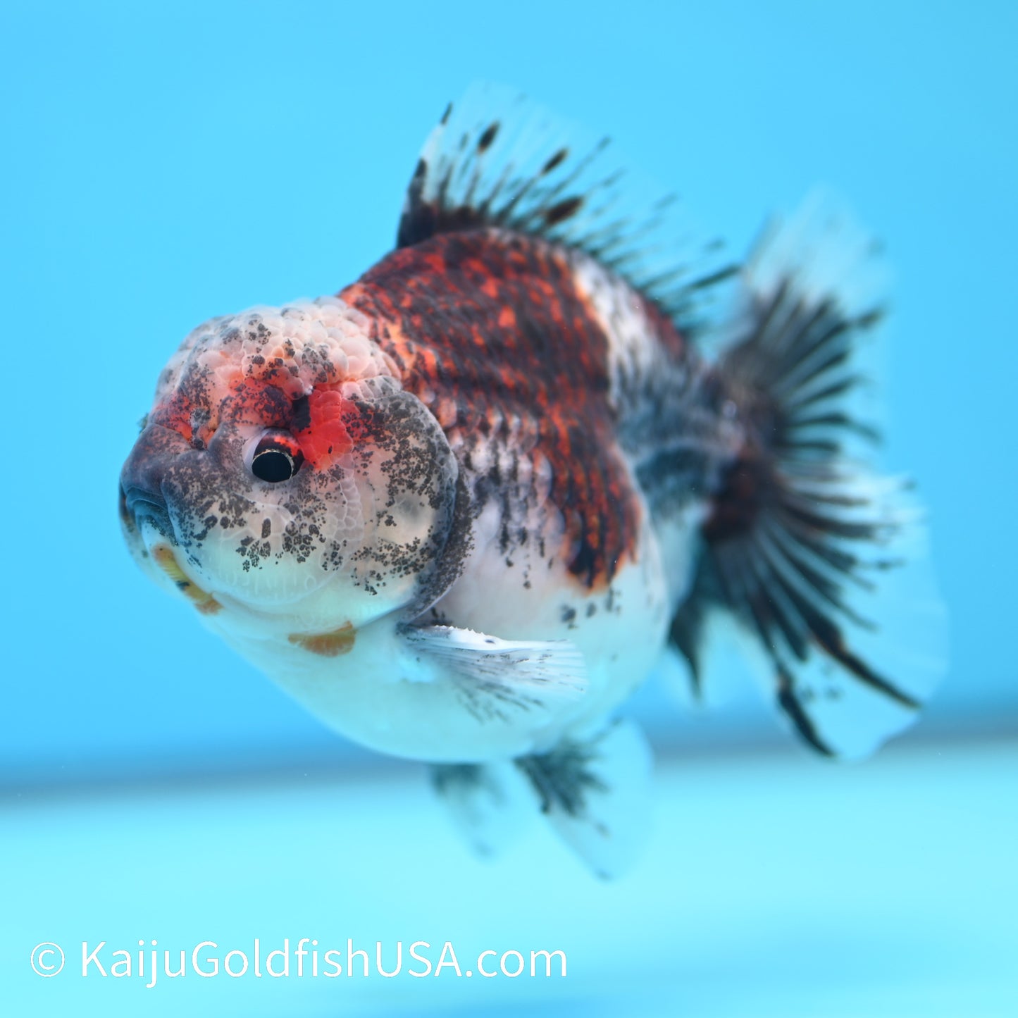 Kirin YuanBao Oranda 4-4.5 inches (240202_OR12) - Kaiju Goldfish USA