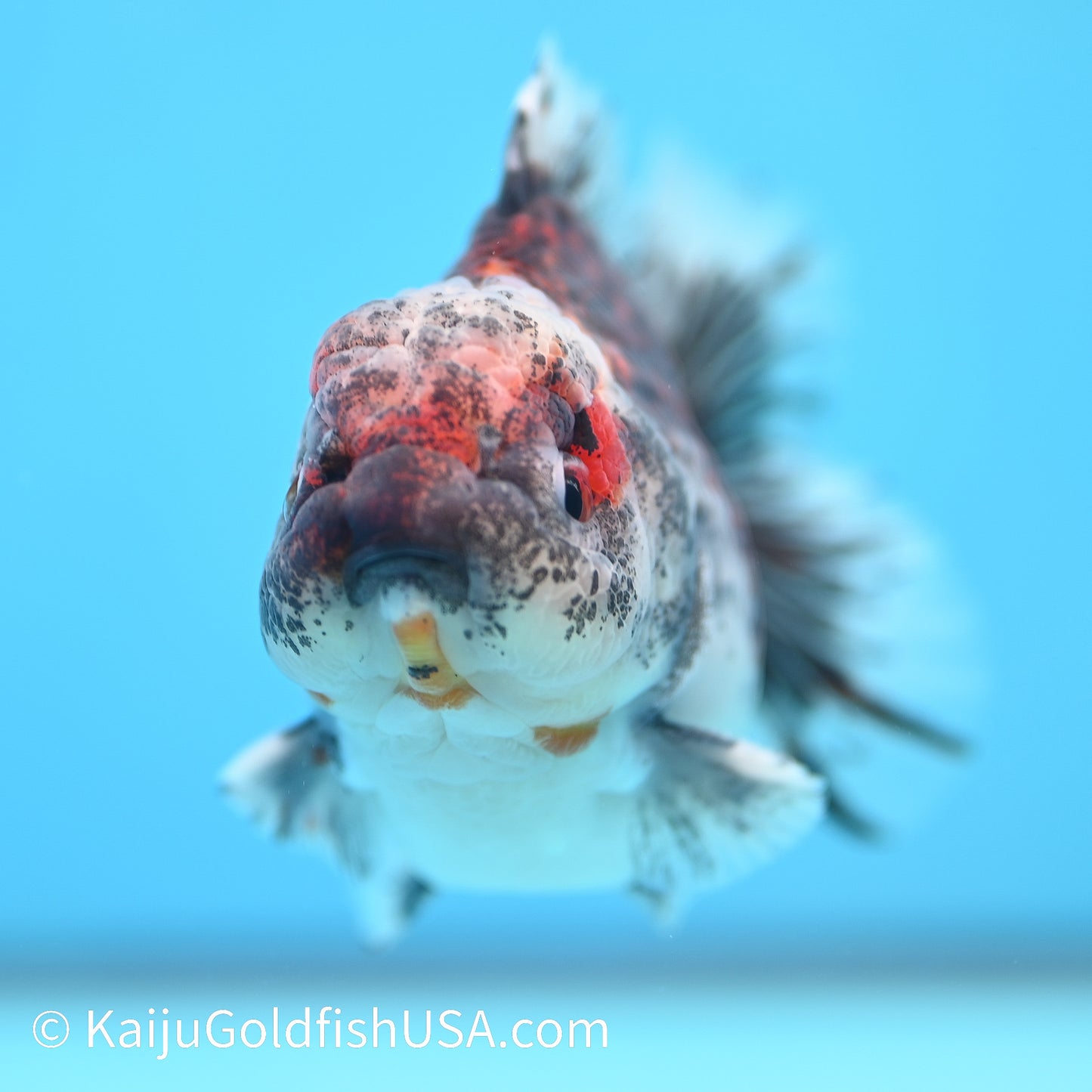 Kirin YuanBao Oranda 4-4.5 inches (240202_OR12) - Kaiju Goldfish USA