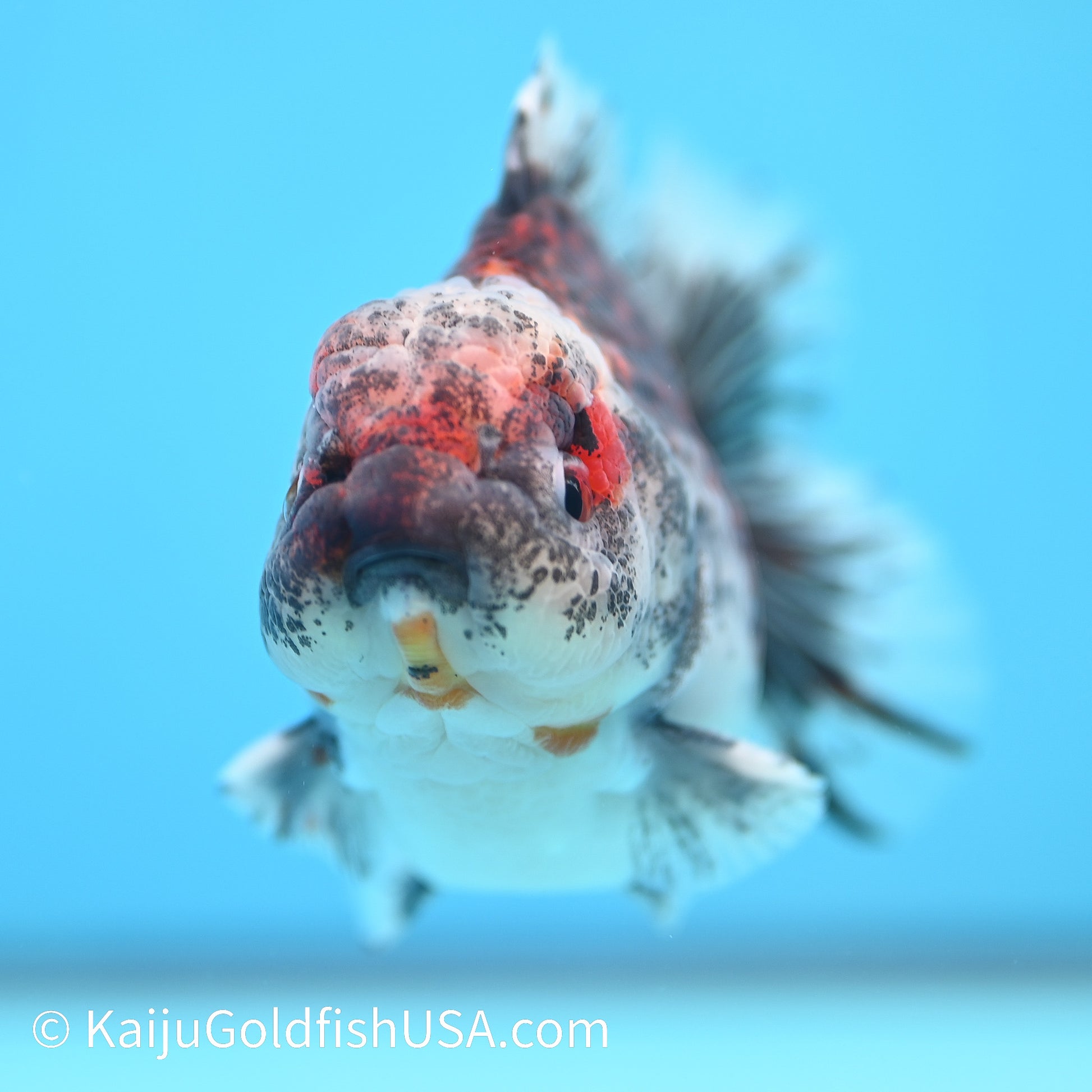 Kirin YuanBao Oranda 4-4.5 inches (240202_OR12) - Kaiju Goldfish USA