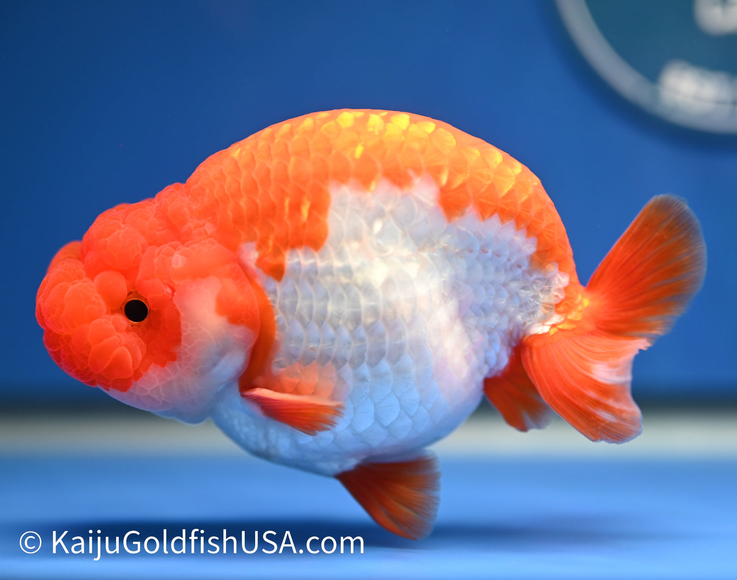 Red White Buffalo Ranchu 4.5 - 5 inches (1208_RC02) - Kaiju Goldfish USA