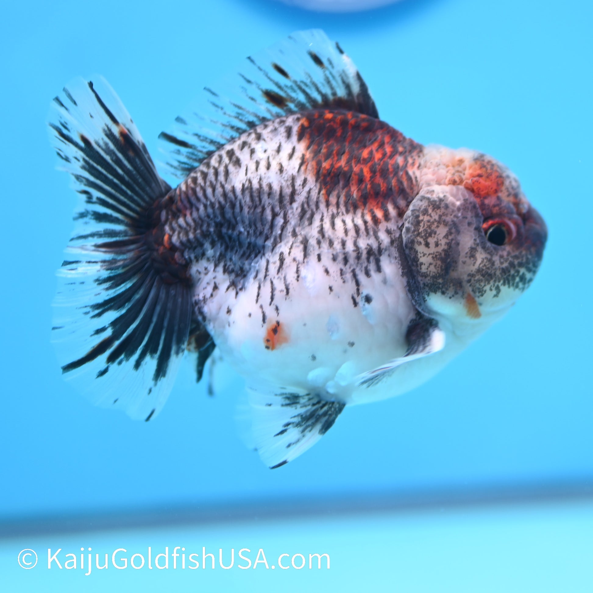 Kirin YuanBao Oranda 4-4.5 inches (240202_OR12) - Kaiju Goldfish USA