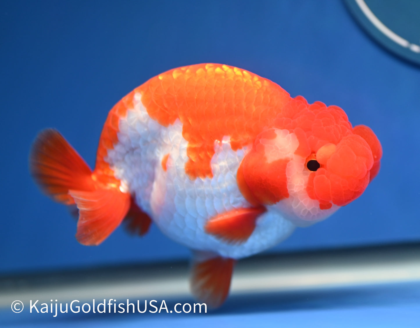 Red White Buffalo Ranchu 4.5 - 5 inches (1208_RC02) - Kaiju Goldfish USA