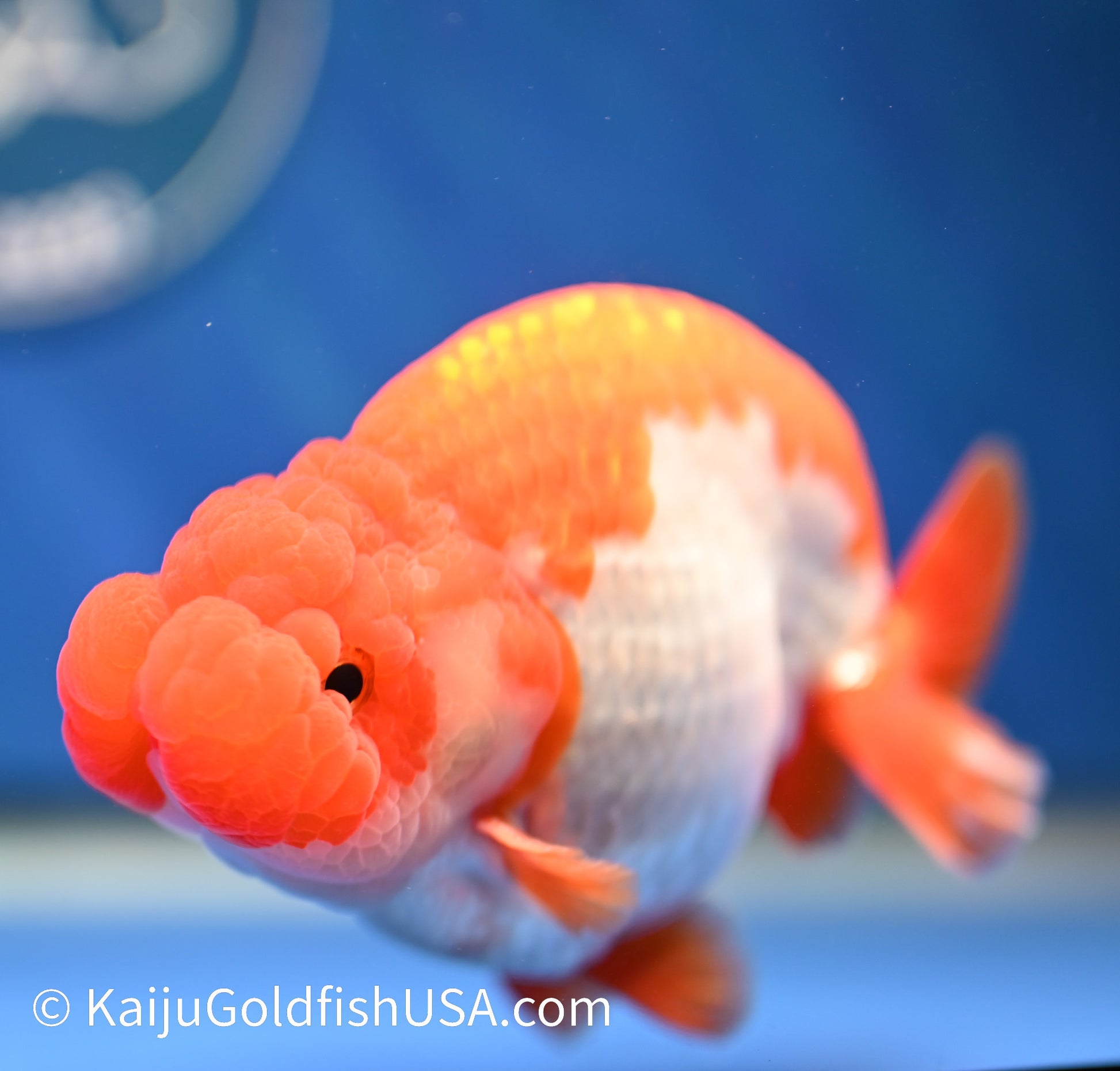 Red White Buffalo Ranchu 4.5 - 5 inches (1208_RC02) - Kaiju Goldfish USA