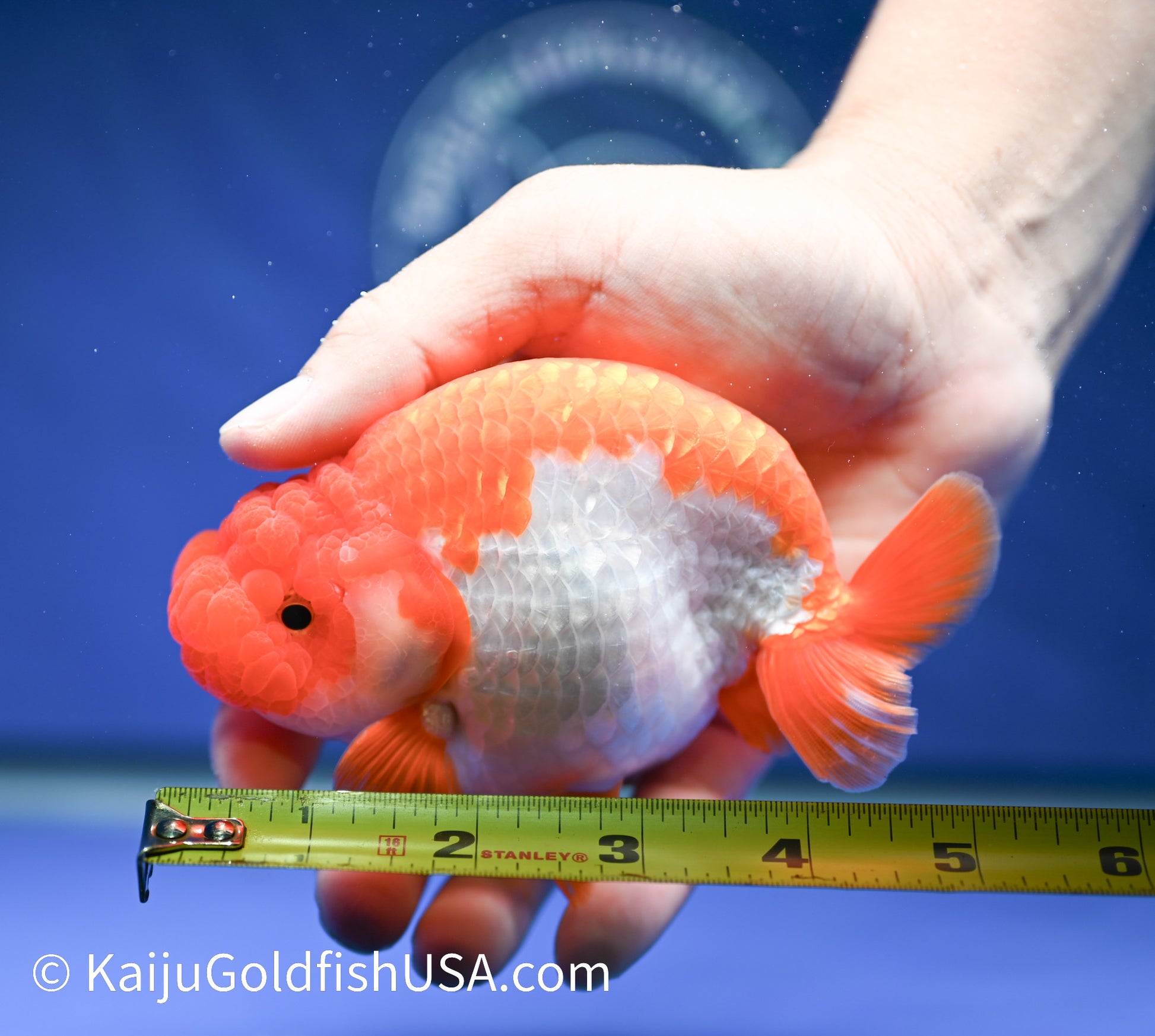 Red White Buffalo Ranchu 4.5 - 5 inches (1208_RC02) - Kaiju Goldfish USA