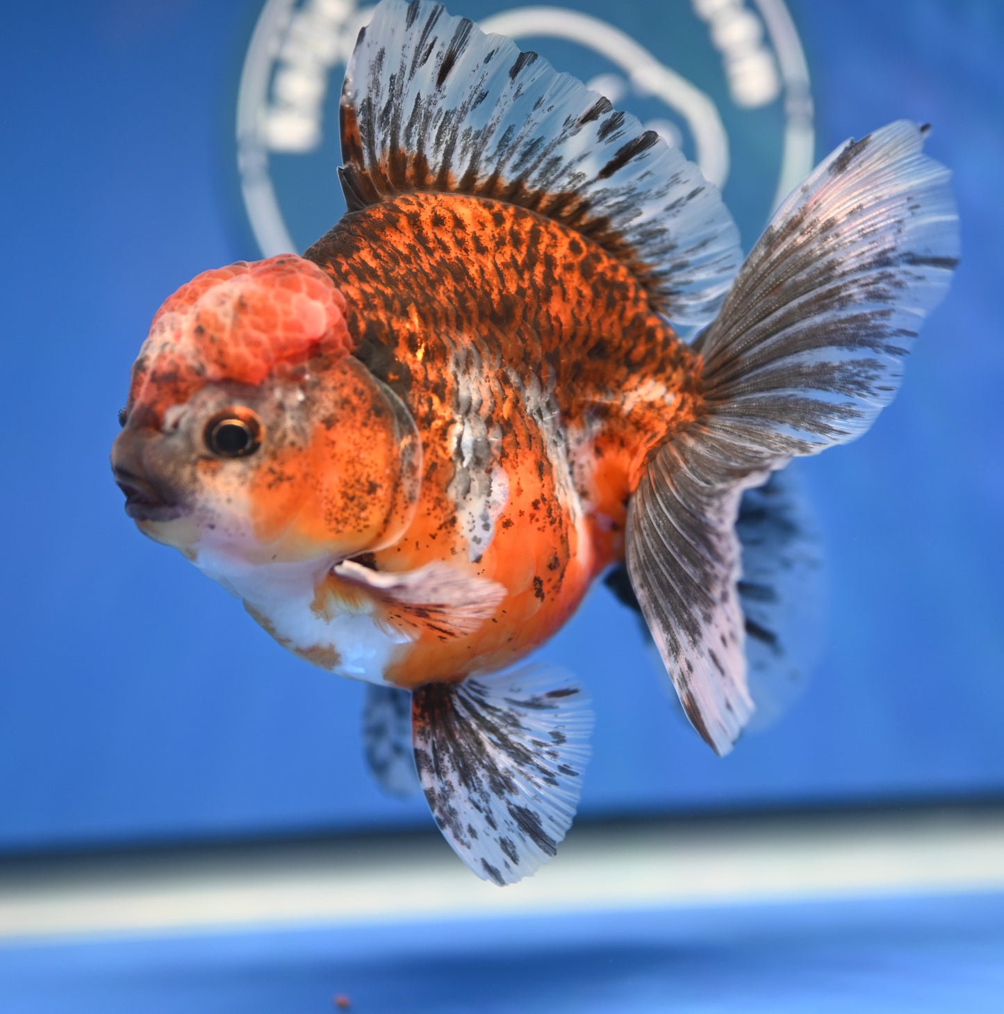 Kirin Rose Tail Oranda 4.5 - 5 inches (1201_OR03) - Kaiju Goldfish USA