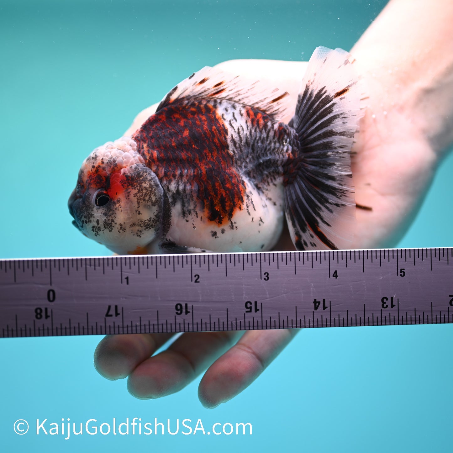 Kirin YuanBao Oranda 4-4.5 inches (240202_OR12) - Kaiju Goldfish USA