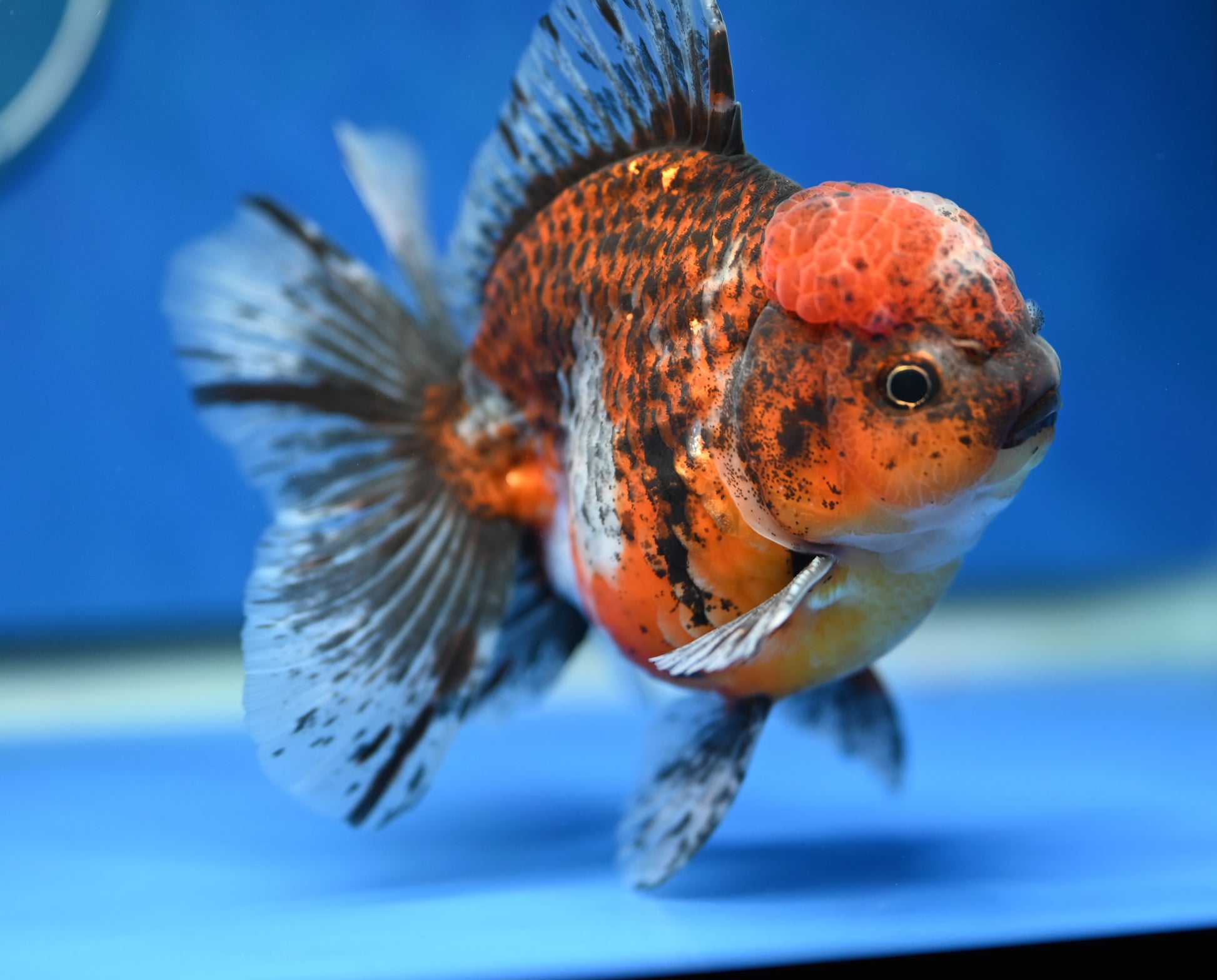 Kirin Rose Tail Oranda 4.5 - 5 inches (1201_OR03) - Kaiju Goldfish USA