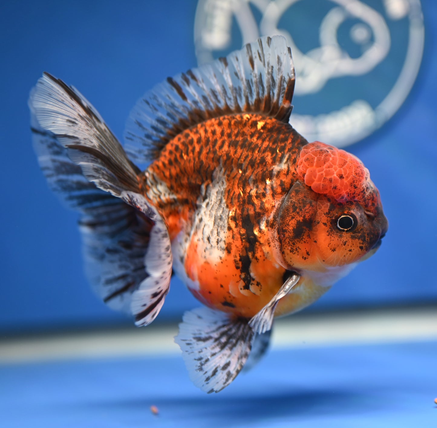 Kirin Rose Tail Oranda 4.5 - 5 inches (1201_OR03) - Kaiju Goldfish USA